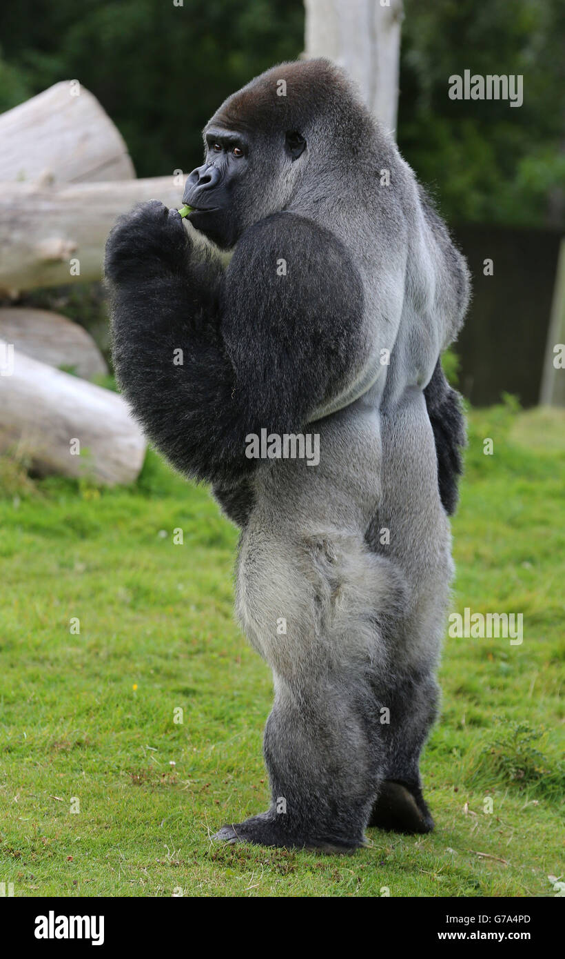 Gorilla im Port Lympne Wild Animal Park Stockfoto