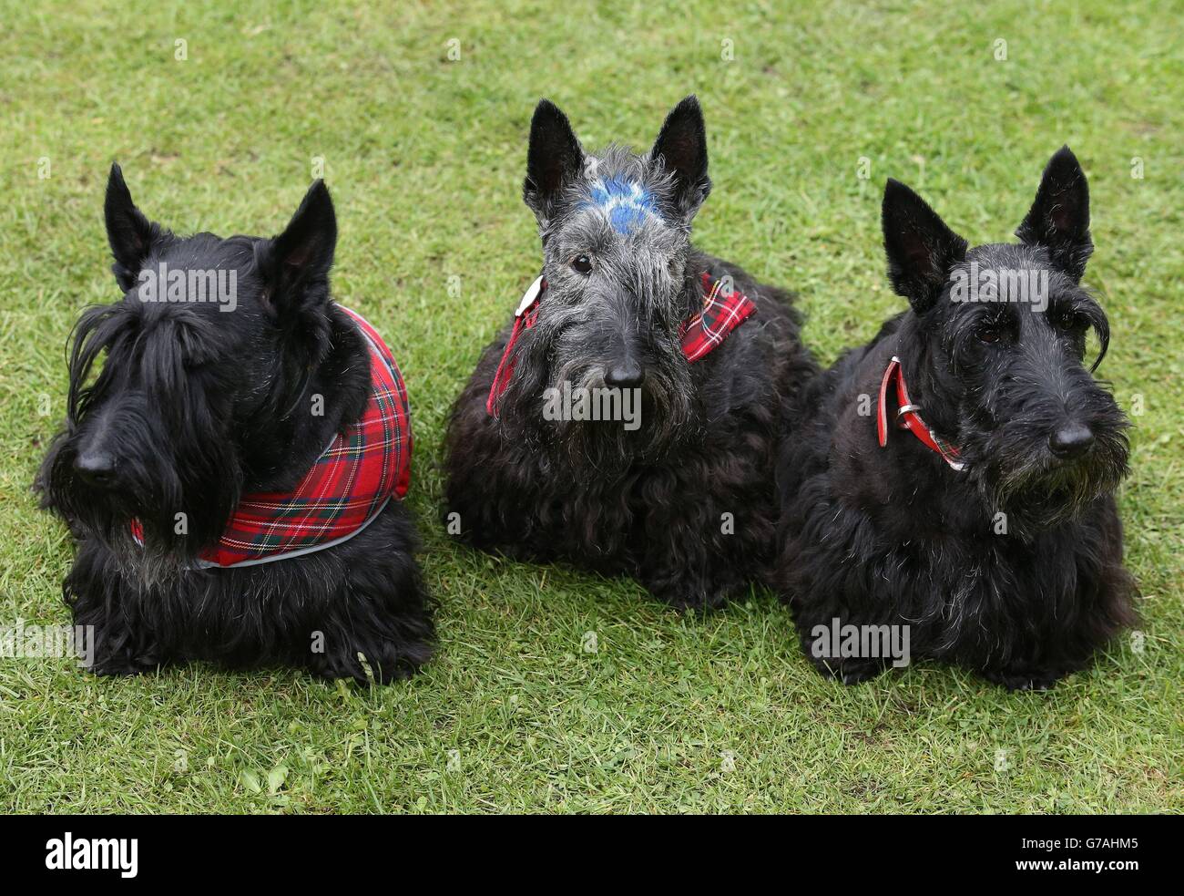 Drei schottische Terriers, darunter Maggie, die einen Saltire auf ihre Stirn gemalt hat, sitzen bei den Ballater Highland Games im Gras. Stockfoto