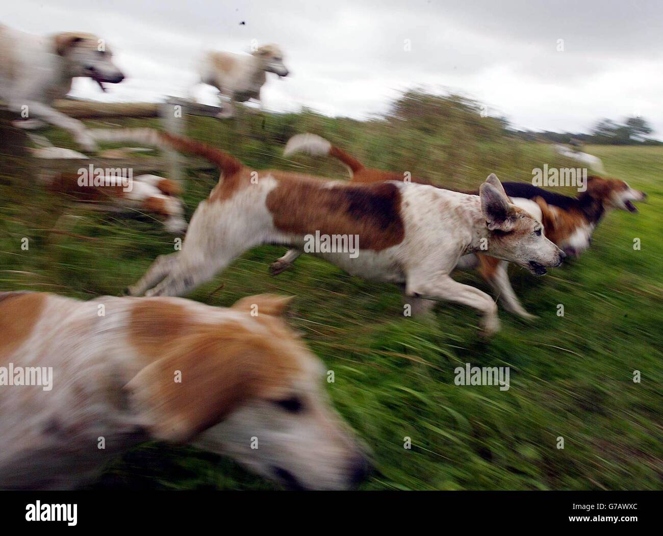 In Trimdon im Wahlkreis von Tony Blair, Sedgefield, werden Jagdhunde auf der Jagd sein, während Labour sich auf eine bevorstehende Abstimmung über das Verbot der Jagd mit Hunden vorbereitet. Stockfoto