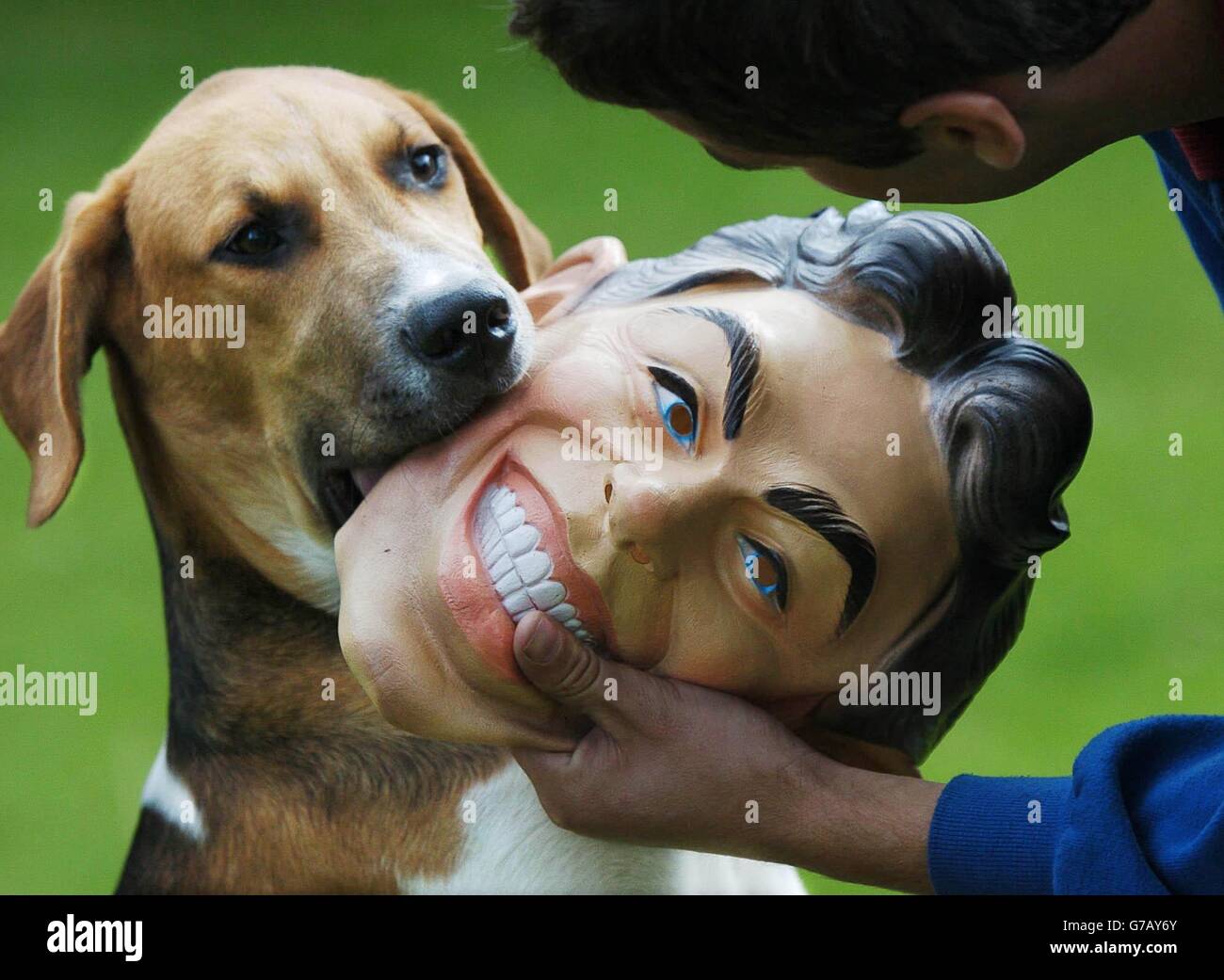 Eine Maske des britischen Premierministers wird von einem Hund in den York und Ainsty Zwinger, York gebissen, als Tausende von Menschen aus ganz Großbritannien morgen nach London abreisen wollten, um die freie Abstimmung der Abgeordneten über das Verbot der Fuchsjagd zu erhalten. Die Abstimmung könnte dazu führen, dass in zwei Jahren ein Verbot in Kraft tritt, denn die Regierung hat deutlich gemacht, dass sie entschlossen ist, jede Opposition im Oberhaus zu unterdrücken. Heute beschuldigte das Bündnis für den ländlichen Raum, das die Demonstration auf dem Parliament Square organisiert, Herrn Blair, die Jagdfrage auszunutzen, um einige seiner Hinterbänkler zu beschwichtigen. Stockfoto