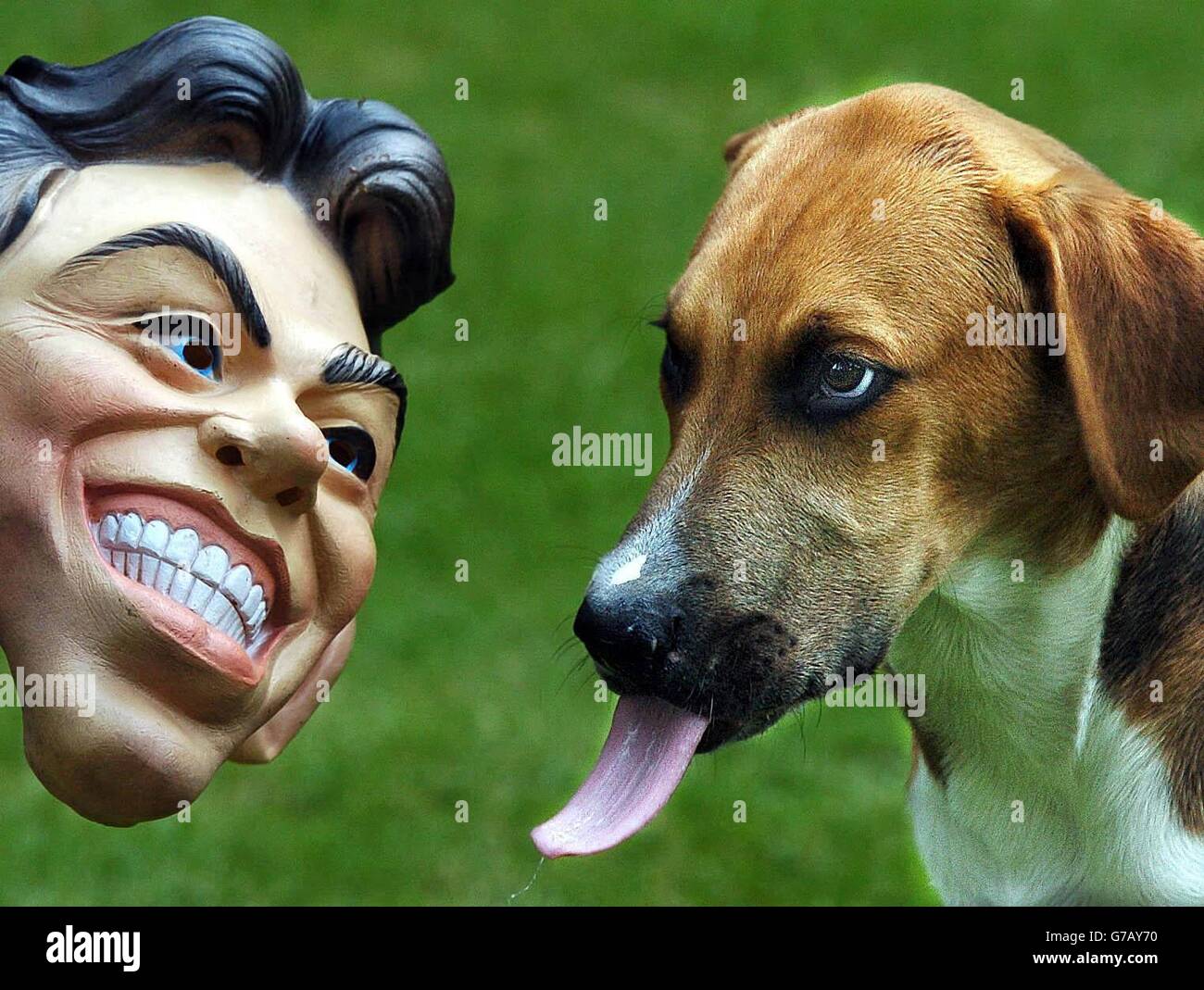 Eine Maske des britischen Premierministers leckt ein Hund auf den York und Ainsty Zwinger, York, als Tausende von Menschen aus ganz Großbritannien waren bereit, nach London abzusteigen morgen für die freie Abstimmung der Abgeordneten über das Verbot Fuchsjagd. Die Abstimmung könnte dazu führen, dass in zwei Jahren ein Verbot in Kraft tritt, denn die Regierung hat deutlich gemacht, dass sie entschlossen ist, jede Opposition im Oberhaus zu unterdrücken. Heute beschuldigte das Bündnis für den ländlichen Raum, das die Demonstration auf dem Parliament Square organisiert, Herrn Blair, die Jagdfrage auszunutzen, um einige seiner Hinterbänkler zu beschwichtigen. Stockfoto