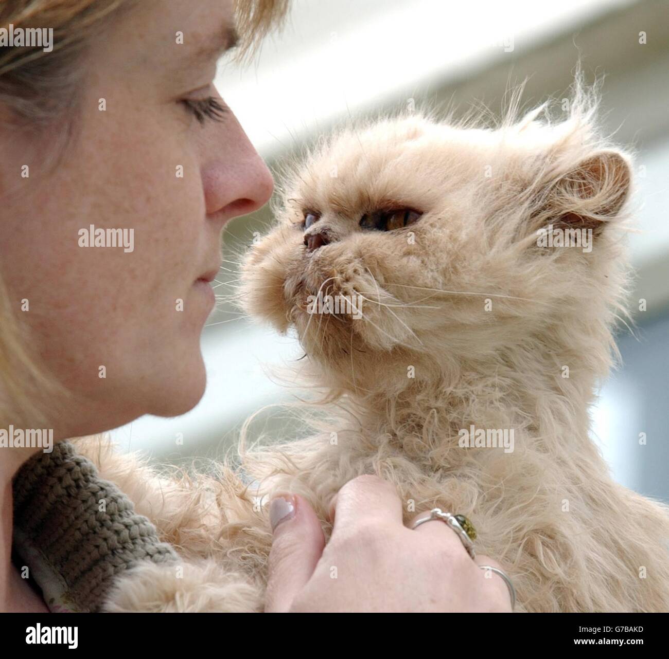 Chloe die 17-jährige Perserkatze wird von ihrem Besitzer Sharon Muffett gehalten, als sie einen Monat nach der Tortur bei Boscastle ihre Genesung fortsetzt. Stockfoto