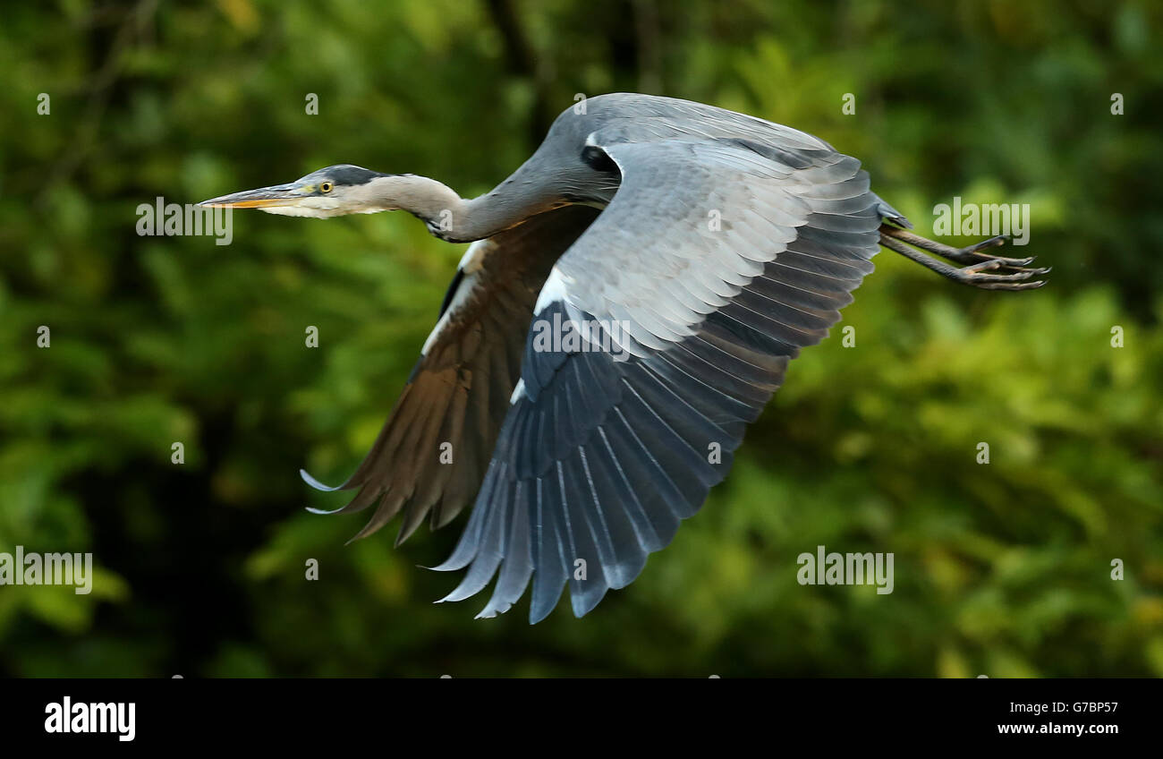 Herbstwetter 16. September 2014. Ein Reiher fliegt im Phoenix Park, Dublin. Stockfoto