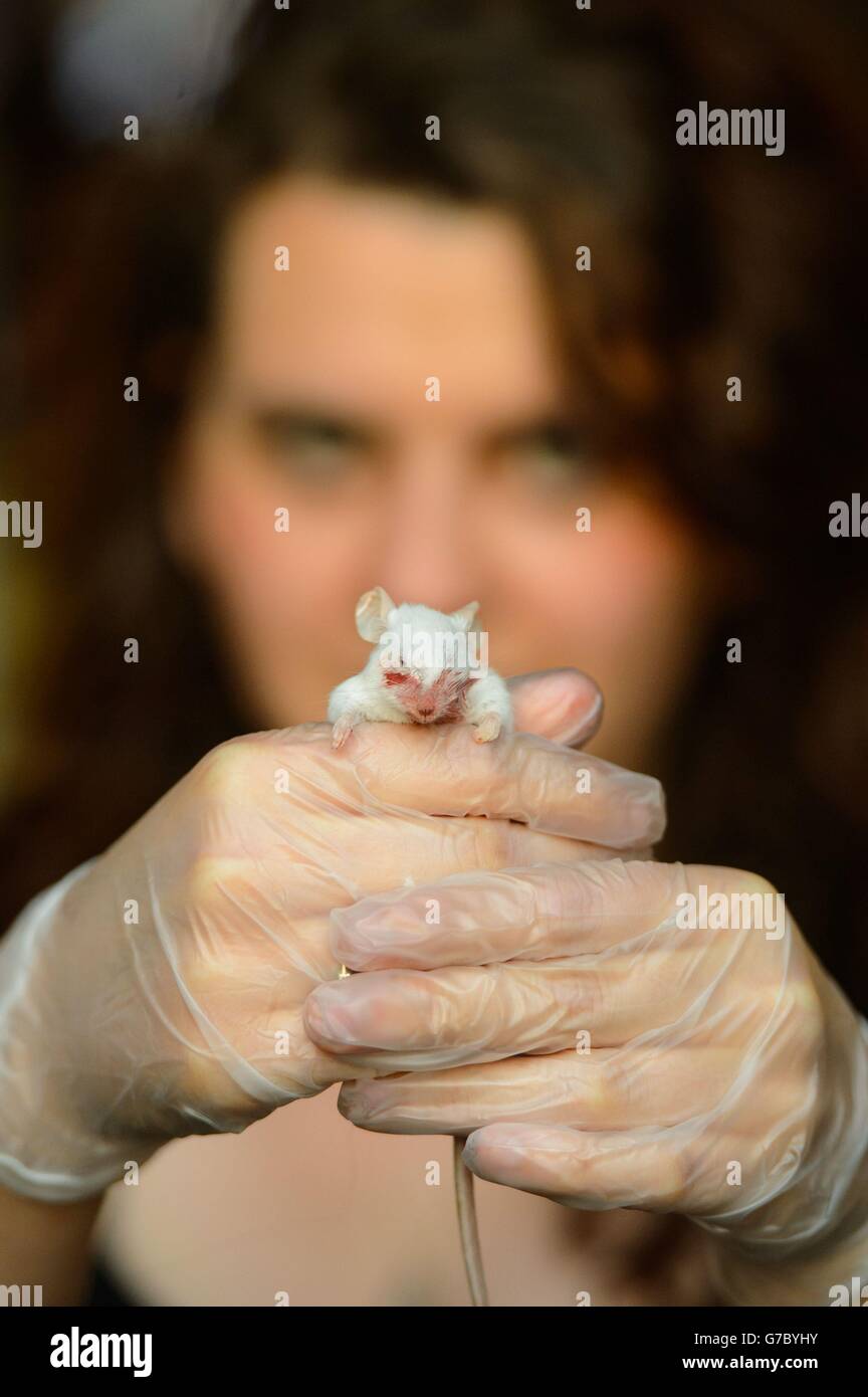 Eine Frau skizziert eine tote Maus während eines Anfängertrainers, der im Boxpark, Shoreditch, East London, abgehalten wird. Stockfoto