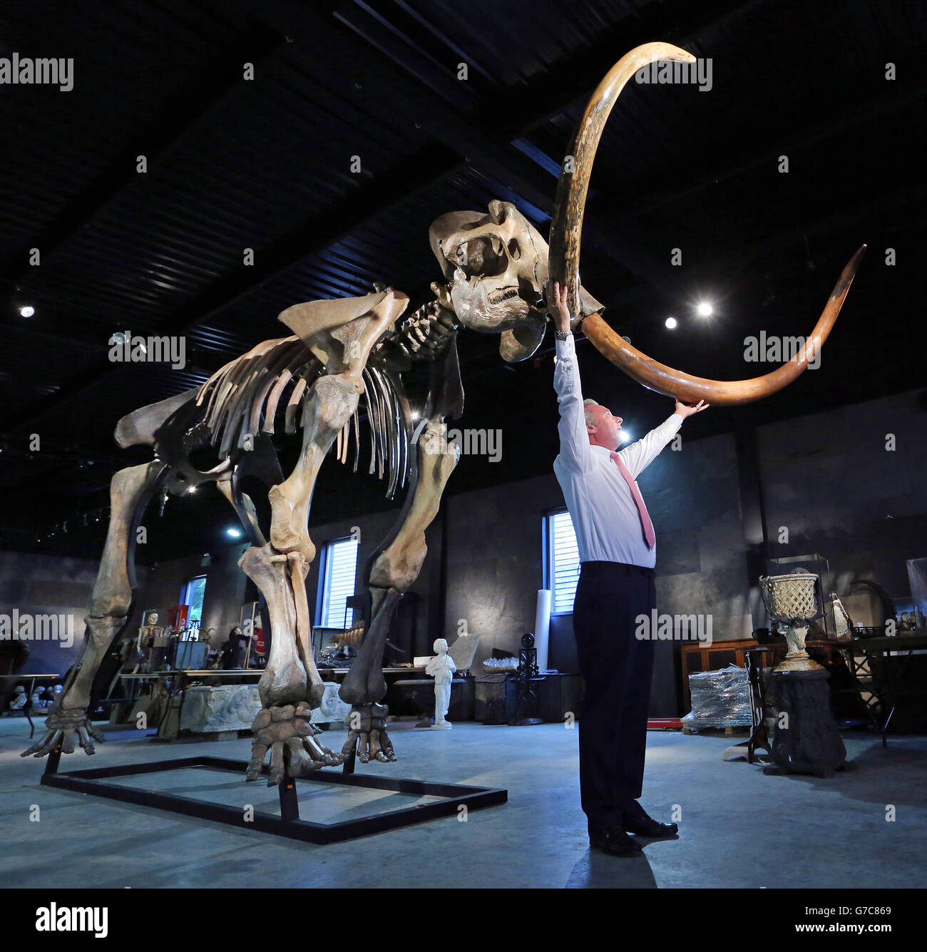 James Rylands, Auktionator und Direktor von Summers Place Auctions in West Sussex, bereitet das Skelett eines Eiszeitmammuths vor, das 3.5 Meter hoch und 5.5 Meter lang ist und komplett mit Stoßzähnen ausgestattet ist, für ihren zweiten Evolution-Verkauf im November. Stockfoto