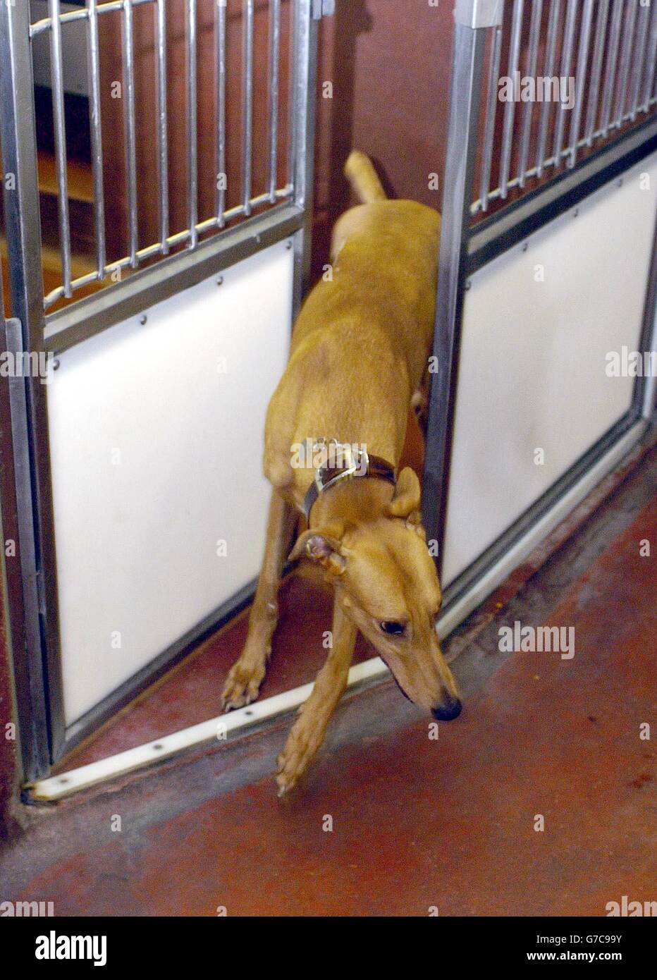 Red zieht den Riegel an seiner Zwingertür, bevor er im Battersea Dogs ...