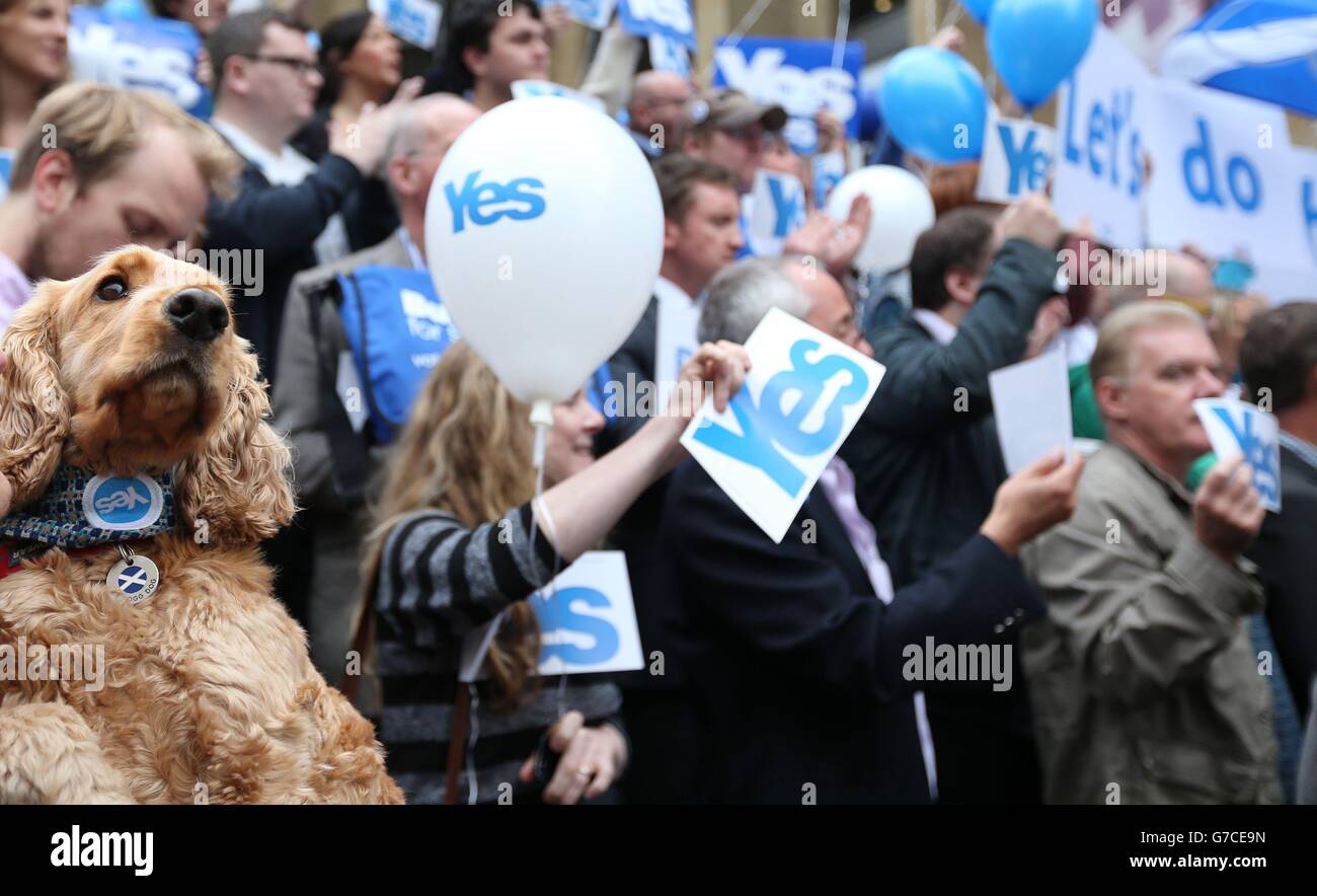 Archie, der Hund bei der YES-Wahlkampfveranstaltung vor der Glasgow Concert Hall vor dem schottischen Unabhängigkeitsreferendum, das morgen stattfindet. Stockfoto