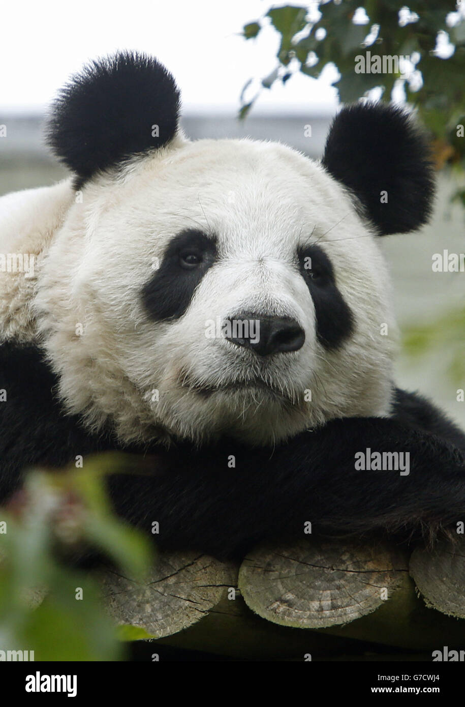 Der riesige Panda Tian Tian im Zoo von Edinburgh, der nicht mehr schwanger ist, hat der Zoo angekündigt. Stockfoto