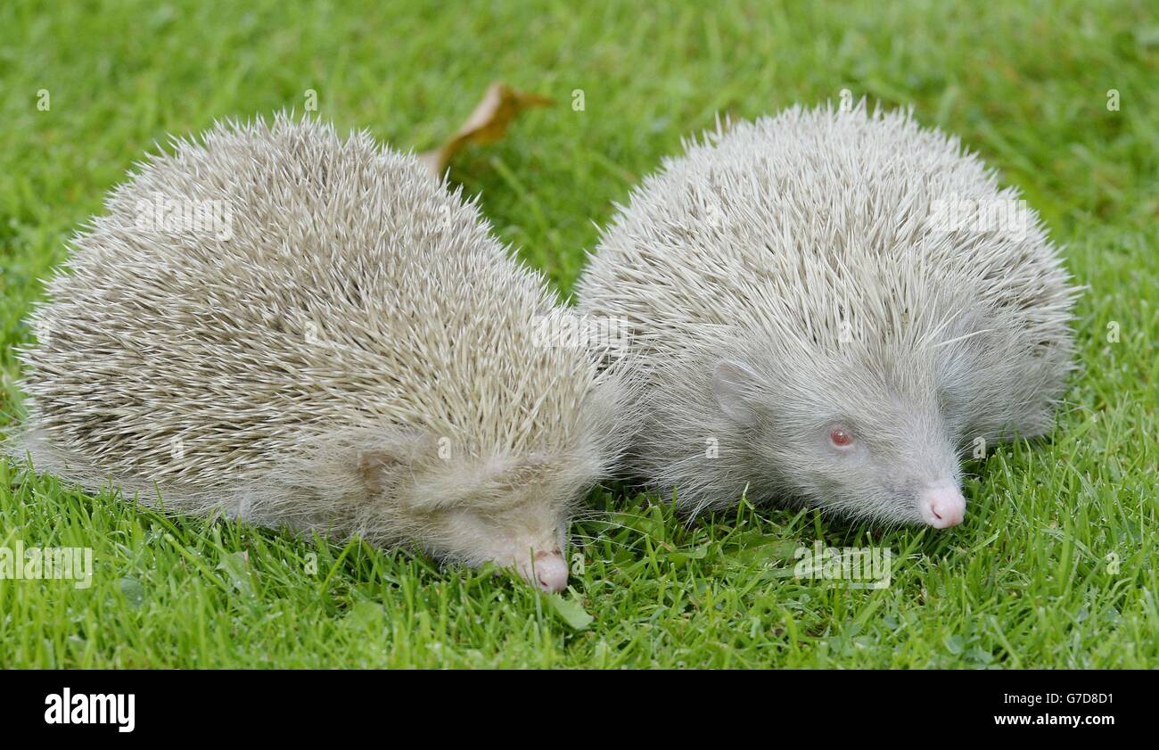 Zwei seltene einjährige Albino-Igel namens Tughall und Albie, die von Carole Catchpole, dem Gründer des Igelrettungszentrums in Longframlington in Northumberland, gerettet wurden. Stockfoto