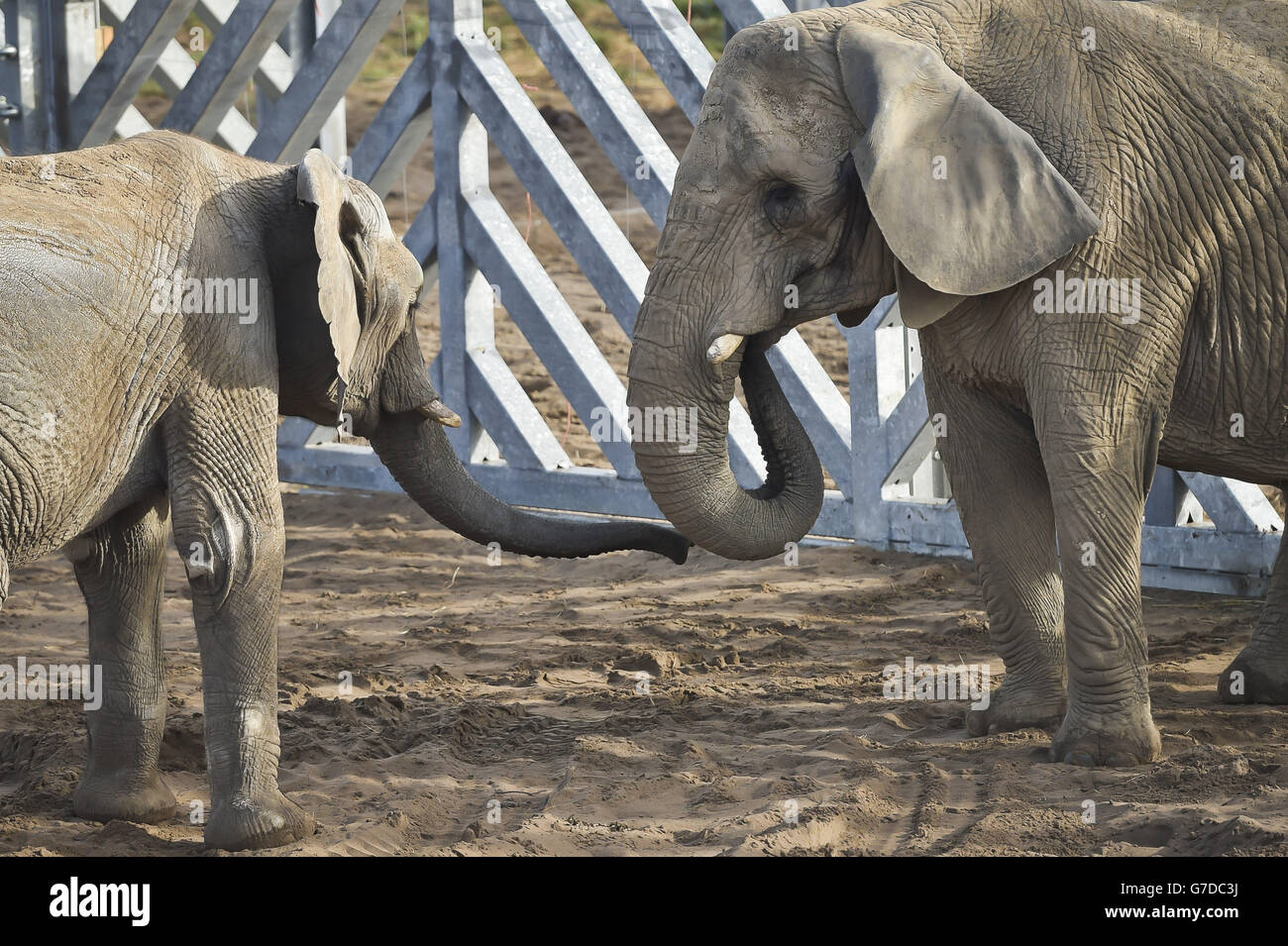 Junger Elefantenbulle der neunjährige Janu, links, trifft seine neue Freundin, die 29-jährige Buta, als beide afrikanischen Elefanten auf Elephant Eden, der Zoofarm der Noah Arche, dem größten Elefantenhabitat Nordeuropas, in Wraxall, North Somerset, einander vorgestellt werden. Stockfoto Junger Elefantenbulle der neunjährige Janu, links, trifft seine neue Freundin, die 29-jährige Buta, als beide afrikanischen Elefanten auf Elephant Eden, der Zoofarm der Noah Arche, dem größten Elefantenhabitat Nordeuropas, in Wraxall, North Somerset, einander vorgestellt werden. Stockfoto
