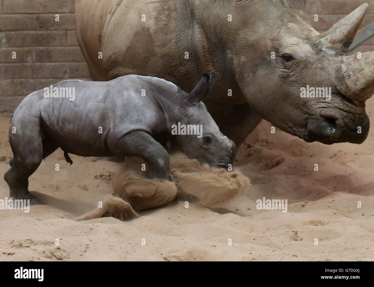 Bruce das Baby White Rhino mit Mama Dot im Blair Drummond Safari Park. Bruce wurde in den frühen Morgenstunden des Sonntags geboren und beginnt gerade seine ersten Schritte zu Unternehmen. Bruce wurde nach Robert dem Bruce benannt, im Jahr des 700. Jahrestages der Schlacht von Bannockburn. Stockfoto