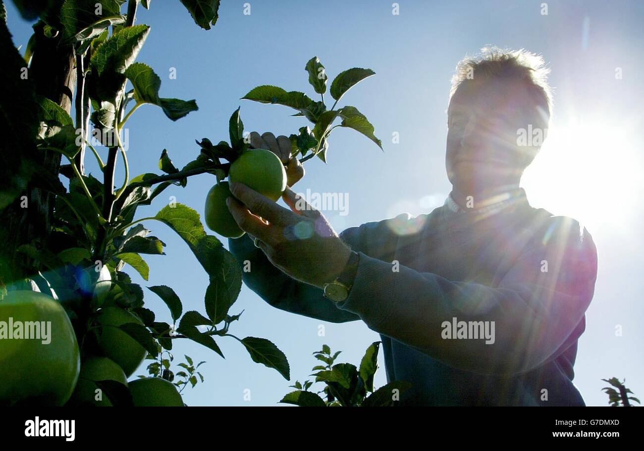 Richard Scripps, der die Obstfarmen von Adrian Scripps in Kent betreibt, pflückt eine neue Sorte von Apfel namens GreenStar, verglichen mit der Suche nach dem „Heiligen Gral“ im Apfelanbau, der das britische Klima tolerieren kann. Der GreenStar ist ein Hybrid der Sorten Granny Smith und Delcorf. Stockfoto