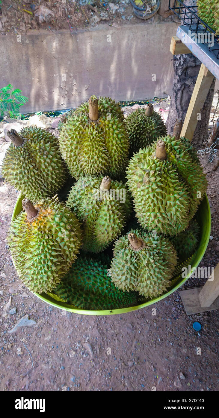 Durian ist der König der Früchte von Thailand Stockfoto