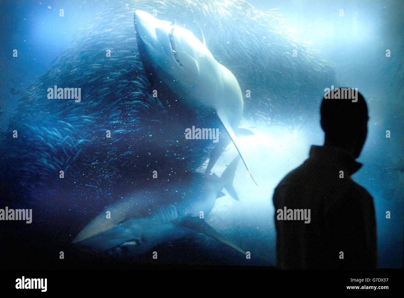 Wildlife Photographer of the Year Wettbewerb Stockfoto