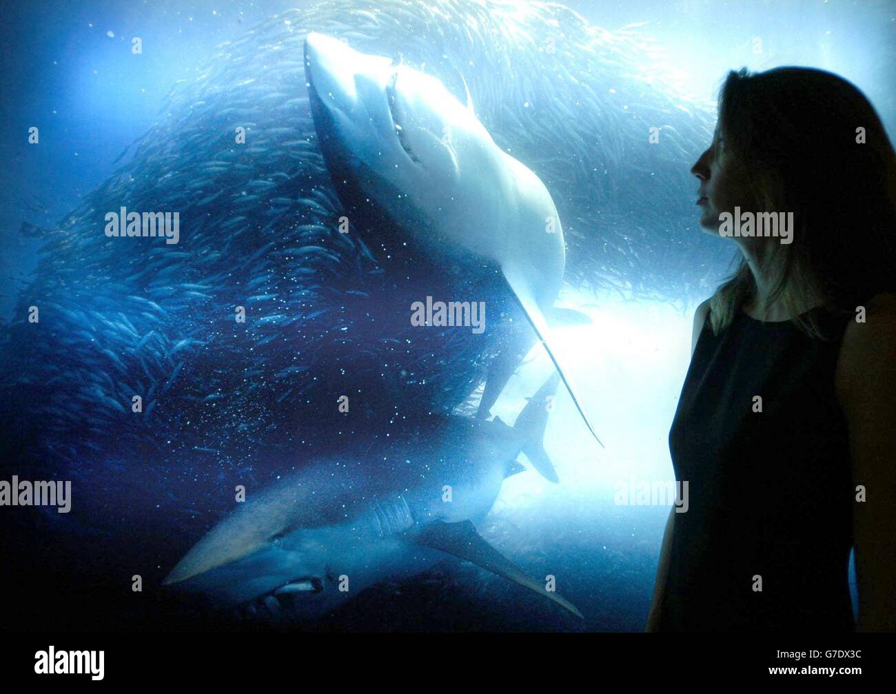 Wildlife Photographer of the Year Wettbewerb Stockfoto