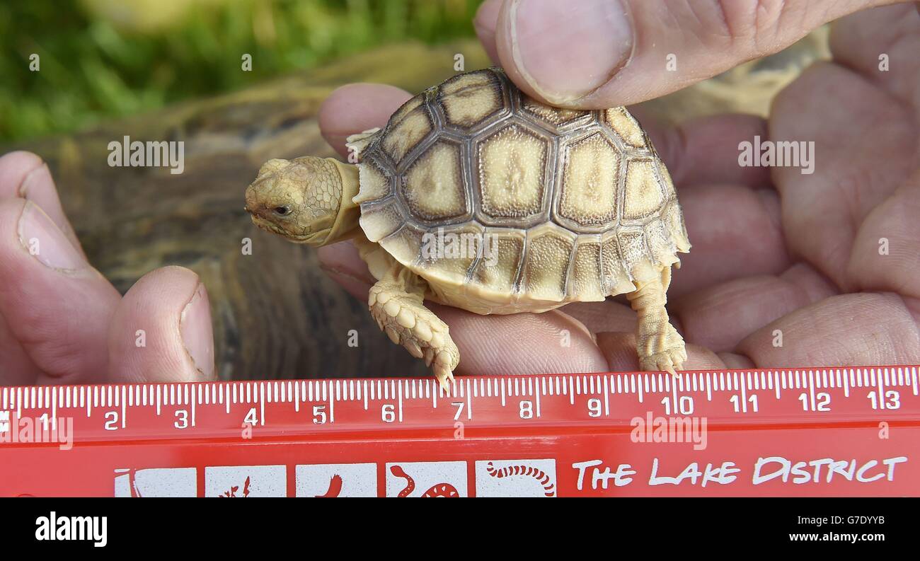 Im Lake District Wild Life Park in der Nähe von Keswick wird eine von vier drei Wochen alten Baby-Sulcatta-Schildkröten, die Donatello, Raphael, Leonardo und Michelangelo heißen, gemessen. Stockfoto