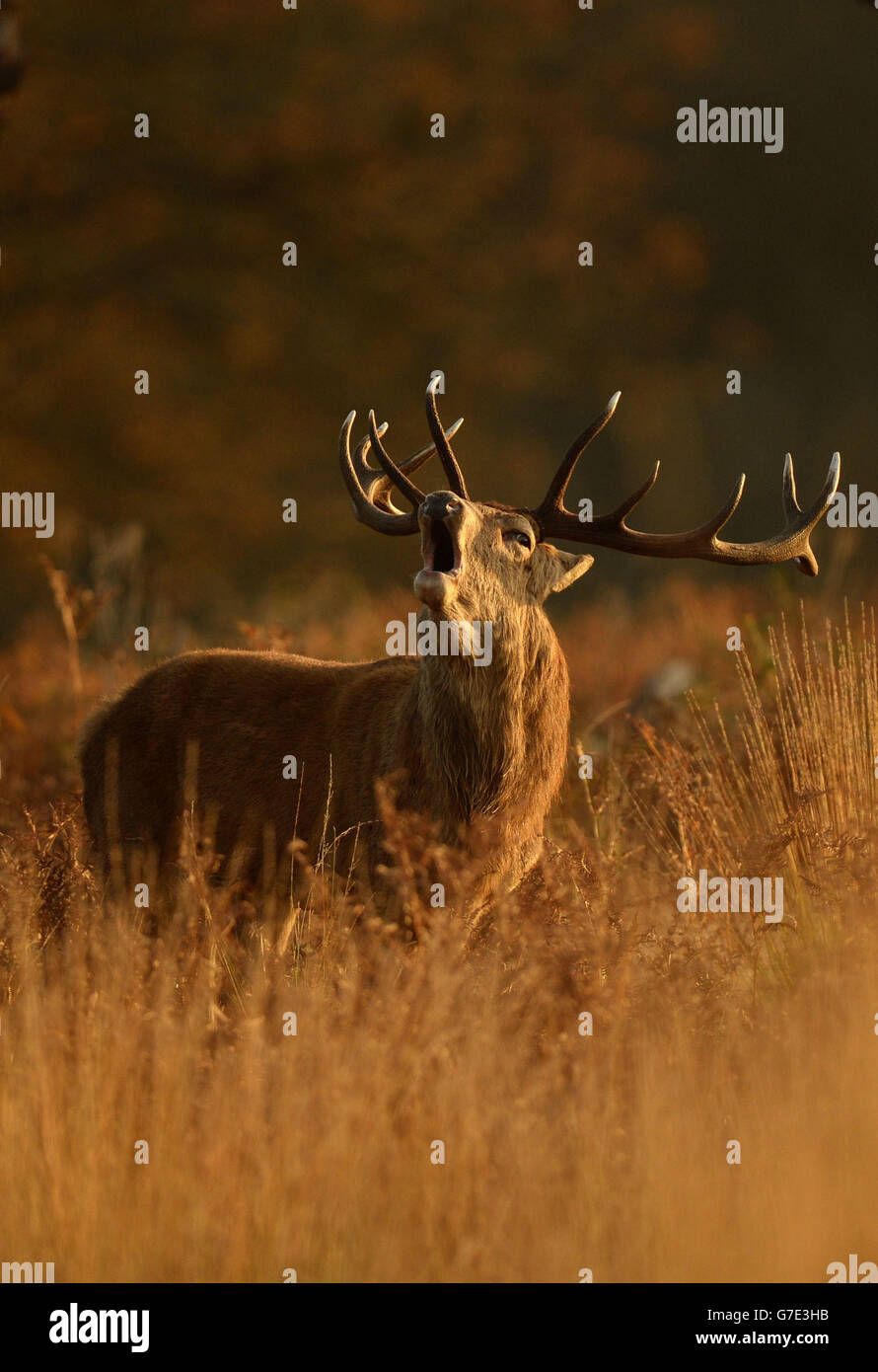 Ein Hirsch bei Sonnenaufgang im langen Gras im Richmond Park, London. Stockfoto