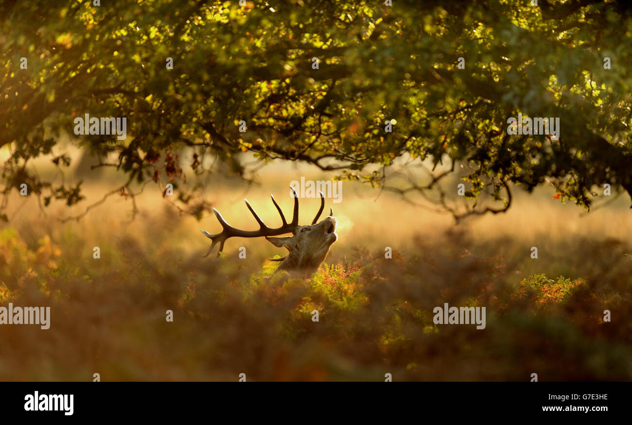 Ein Hirsch bei Sonnenaufgang im langen Gras im Richmond Park, London. Stockfoto
