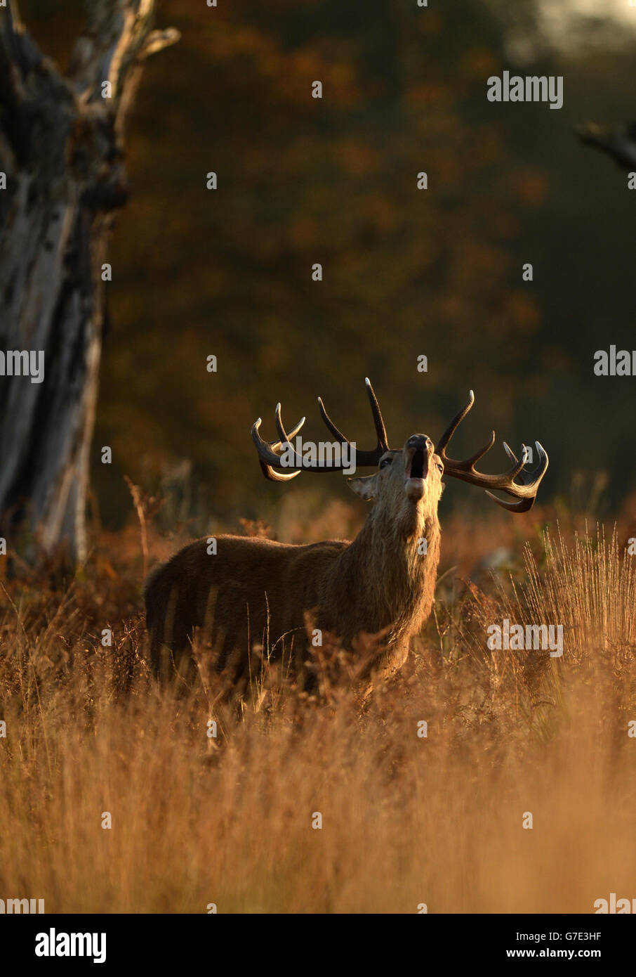 Ein Hirsch bei Sonnenaufgang im langen Gras im Richmond Park, London. Stockfoto