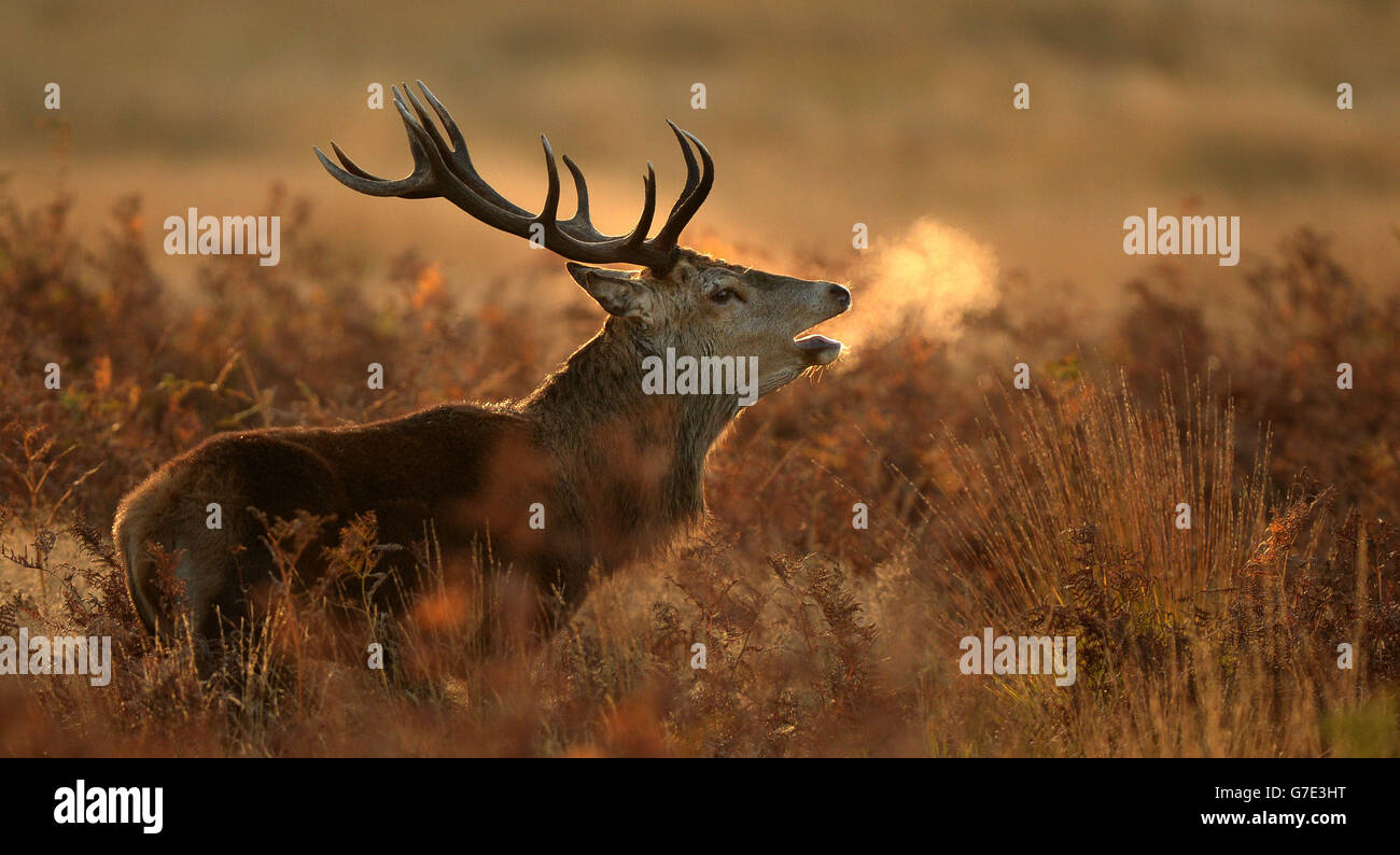 Ein Hirsch bei Sonnenaufgang im langen Gras im Richmond Park, London. Stockfoto