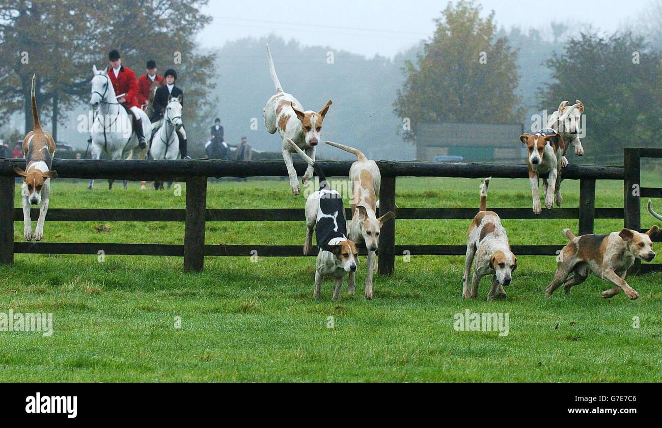Hunde räumen einen Zaun, während das erste offene Treffen der Saison, die Zetland Hunt, in der Nähe von Richmond in North Yorkshire beginnt. Stockfoto