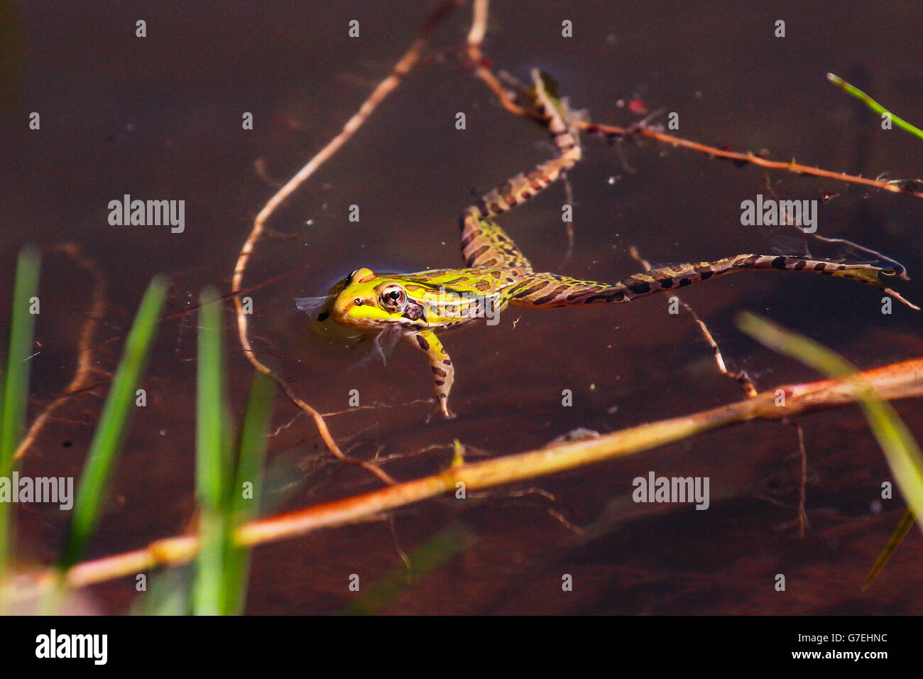 Grüner Frosch Stockfoto