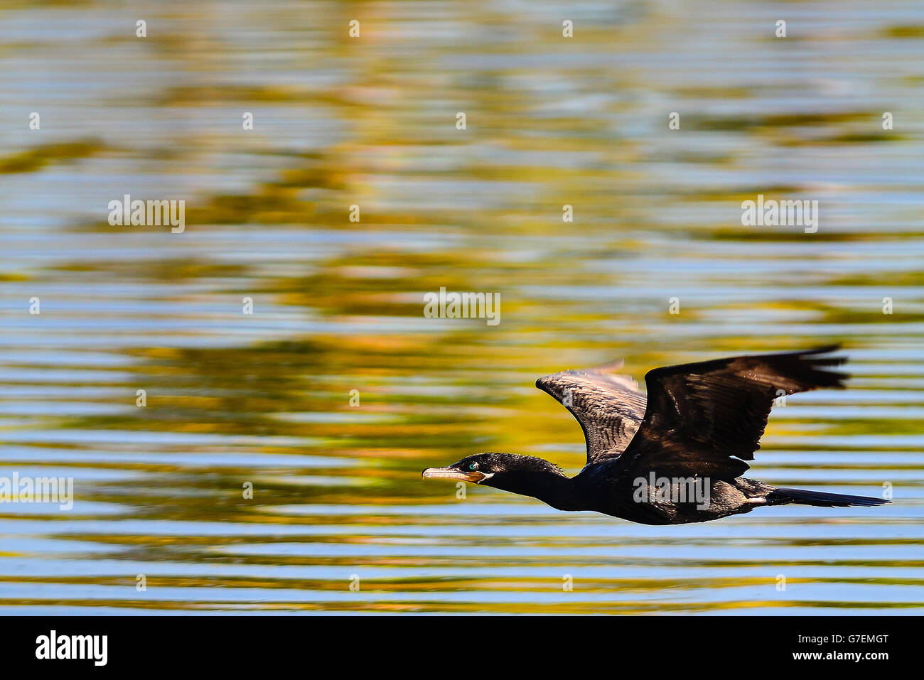 Schwarzer Vogel, der fliegt in einem See Stockfoto