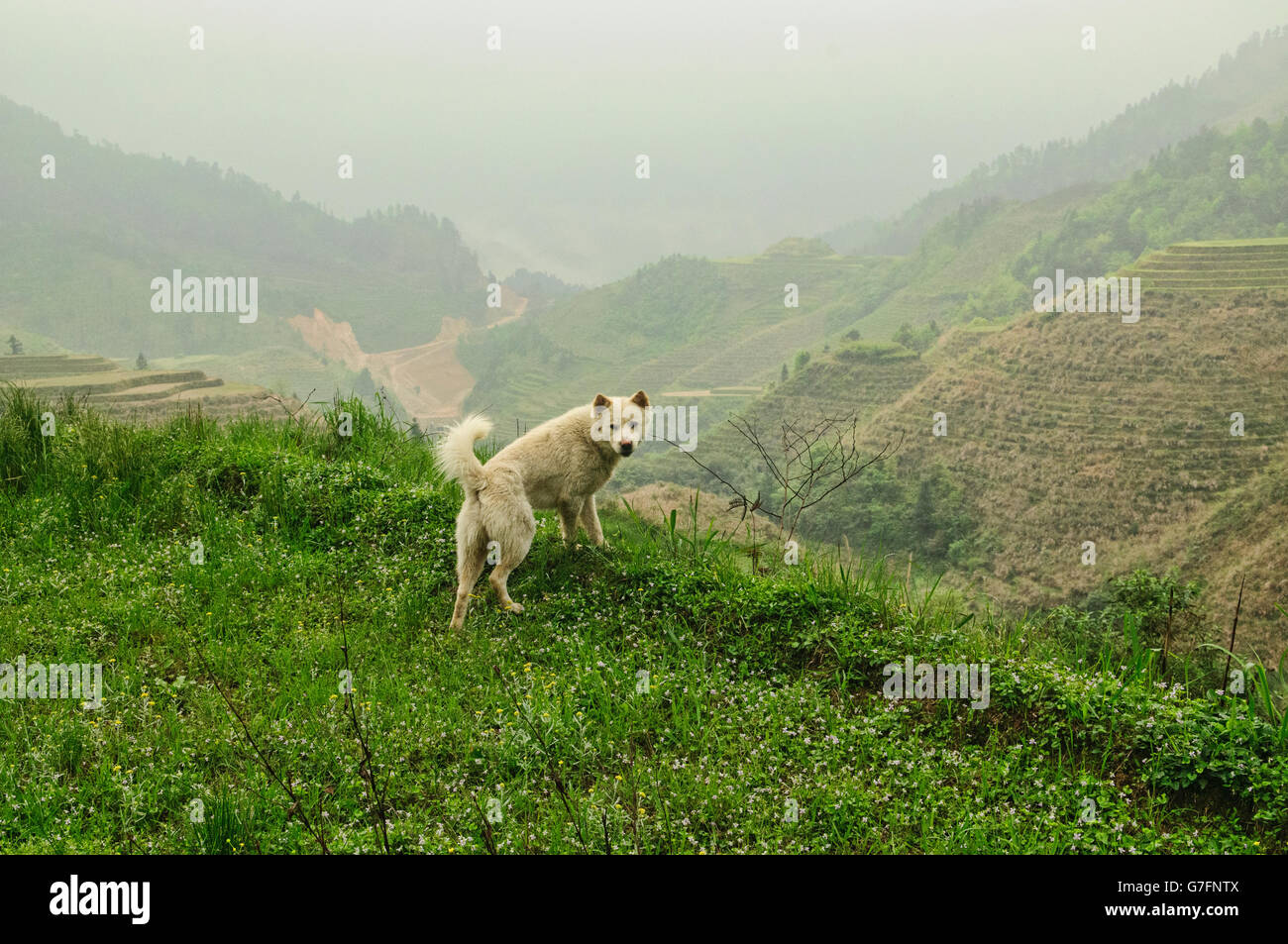 Hund begleiten die Wanderer auf den schönen Reis Terrassen Jinkeng in Longji, autonome Region Guangxi, China Stockfoto