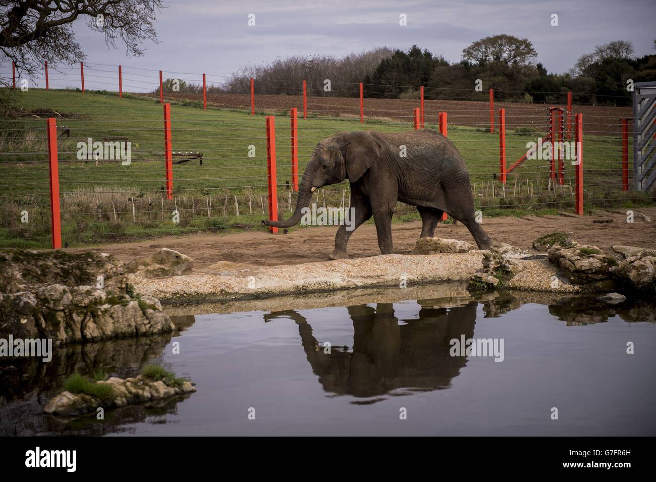 M'Changa, der sechsjährige Elefantenbulle aus Schweden, kommt auf Noahs Arche Zoo Farm in Bristol an. Stockfoto