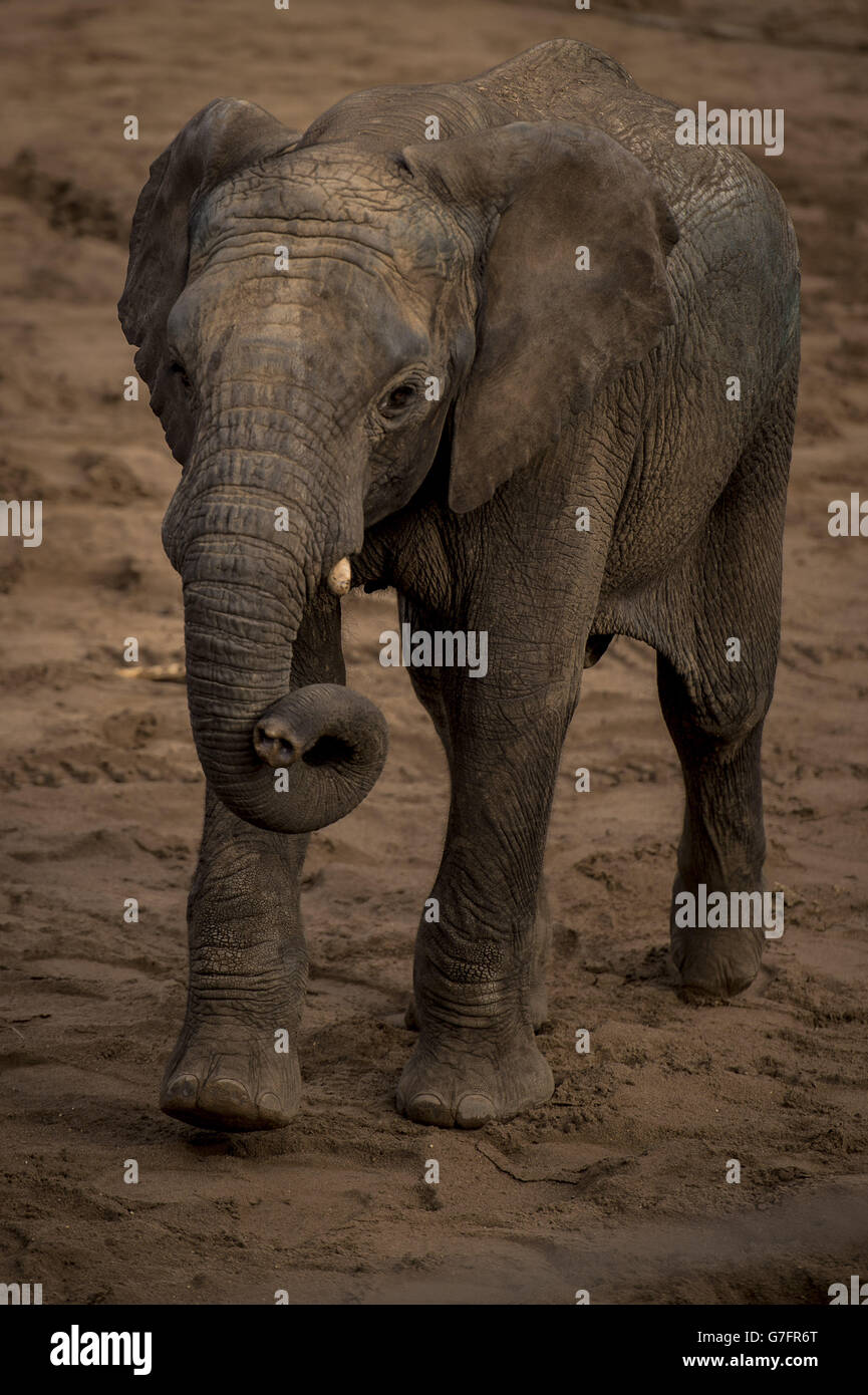 M'Changa, der sechsjährige Elefantenbulle aus Schweden, kommt auf Noahs Arche Zoo Farm in Bristol an. Stockfoto M'Changa, der sechsjährige Elefantenbulle aus Schweden, kommt auf Noahs Arche Zoo Farm in Bristol an. Stockfoto
