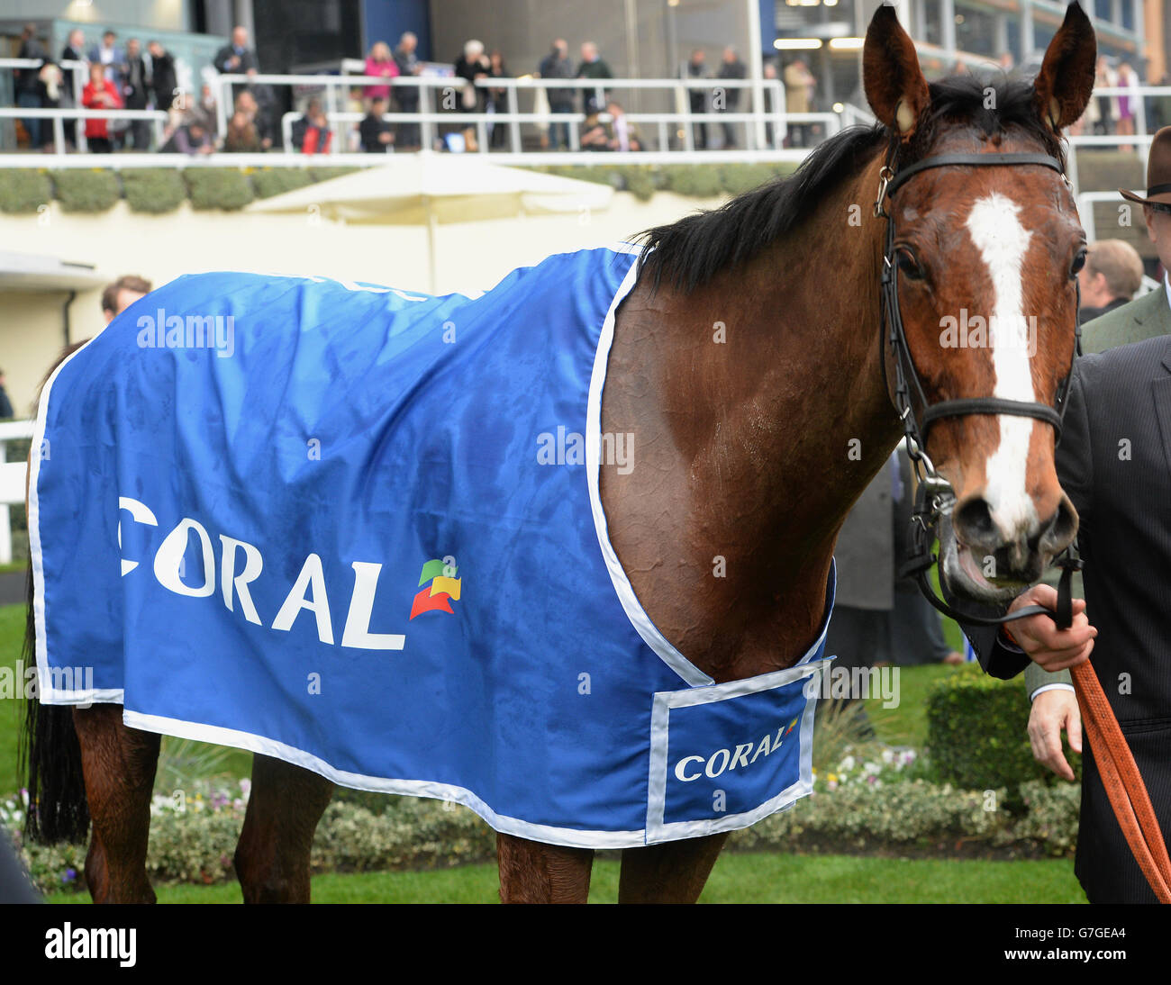 Faugheen trägt nach dem Gewinn des Coral Hurdle Race (Klasse 1) auf der Ascot Racecourse in Bekshire einen Coral-Gewinnerteppich. Bilddatum: Samstag, 22. November 2014. DRÜCKEN SIE VERBANDSFOTO. RACING Ascot. Bildnachweis sollte lauten: Anthony Devlin/PA Wire. Die Nutzung unterliegt Einschränkungen. - keine kommerzielle oder werbliche Nutzung. Keine Privatverkäufe. Stockfoto