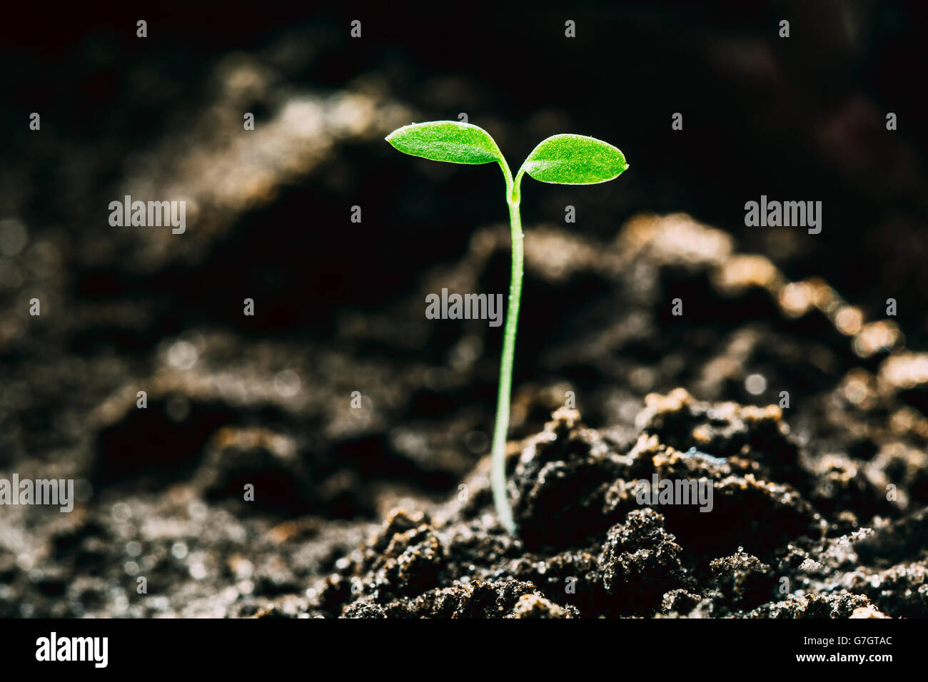 Wachsende grün sprießen aus dem Boden. Frühling-Konzept des neuen Lebens. Landwirtschaftlichen Saison Stockfoto