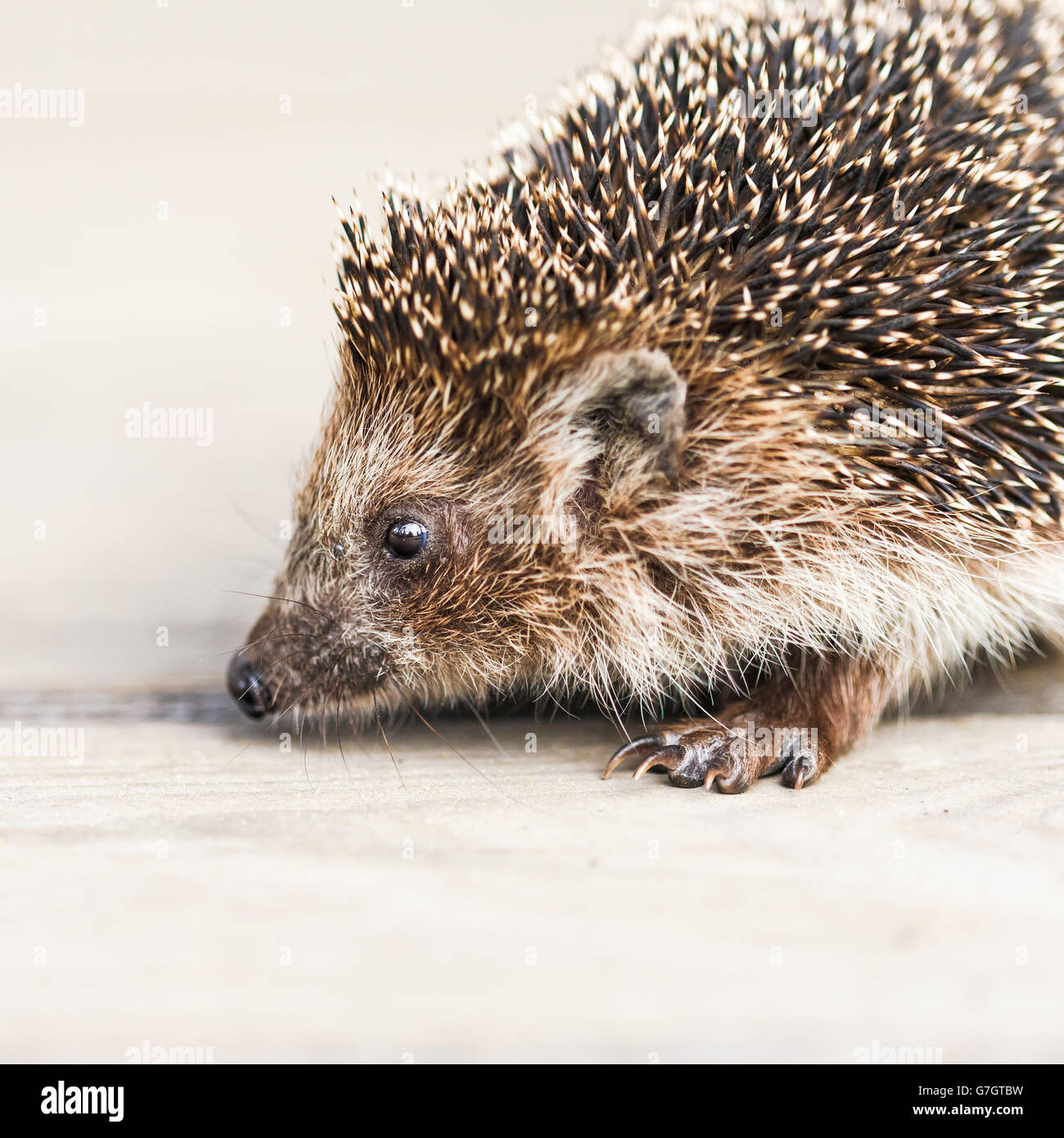 Kleine nette lustige schöne Igel stehen auf Holzboden Stockfoto