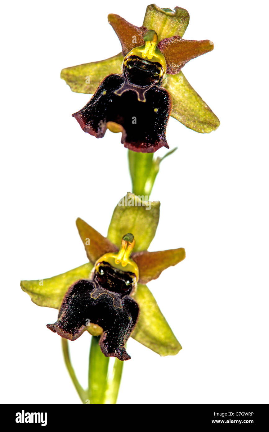 späten Spider-Orchidee Stockfoto