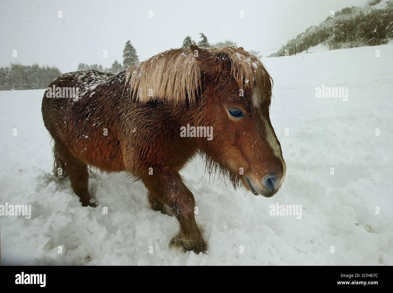 Tara das Miniatur Shetland Pony in der Nähe des Spittal von Glenshee in Schottland als schlechtes Wetter weiterhin in Großbritannien getroffen. Stockfoto