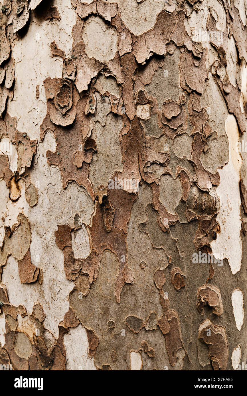 Rinde von einer Platane (Platanus) Stockfoto