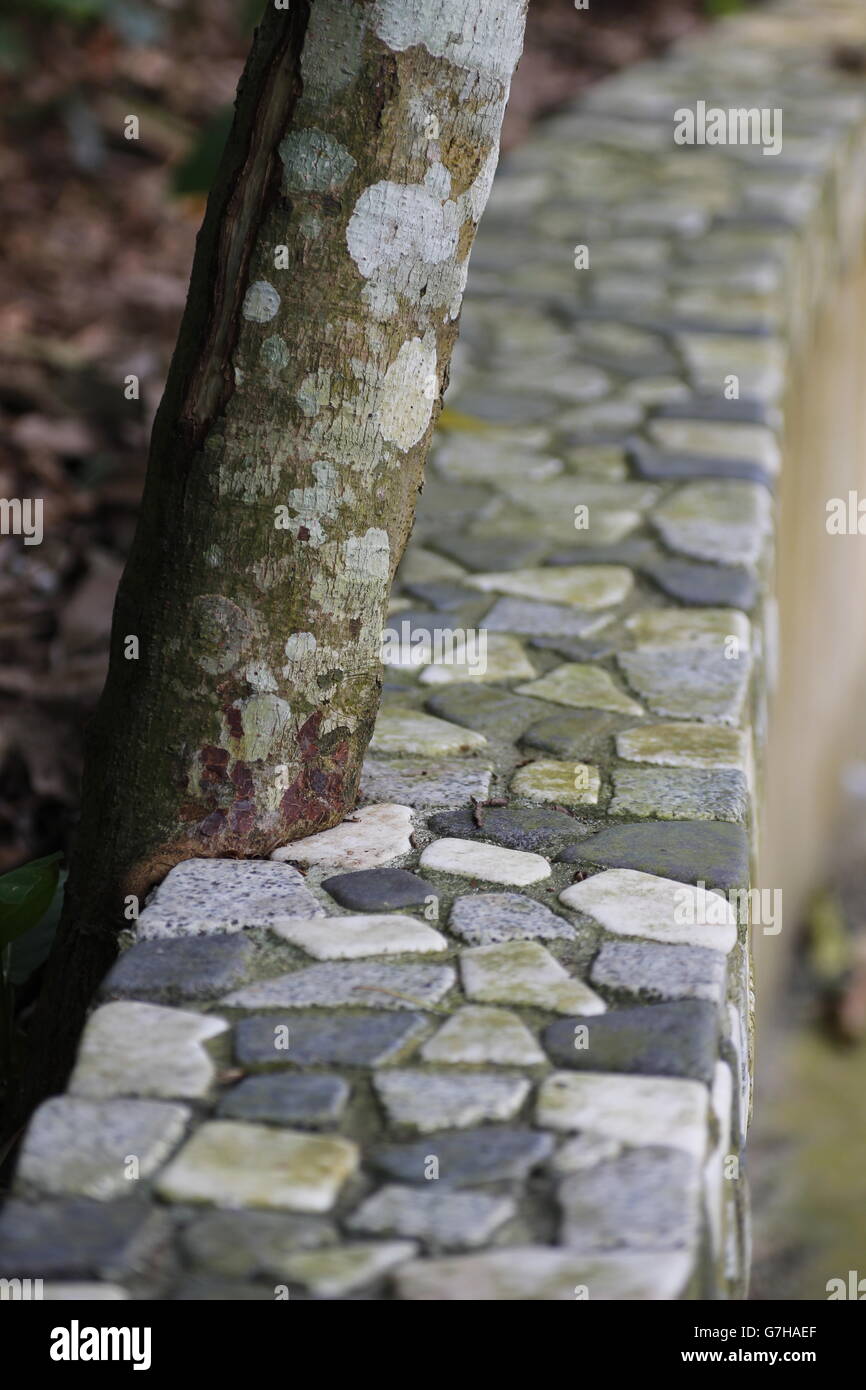 Baumstamm gelehnt in Steinmauer Stockfoto