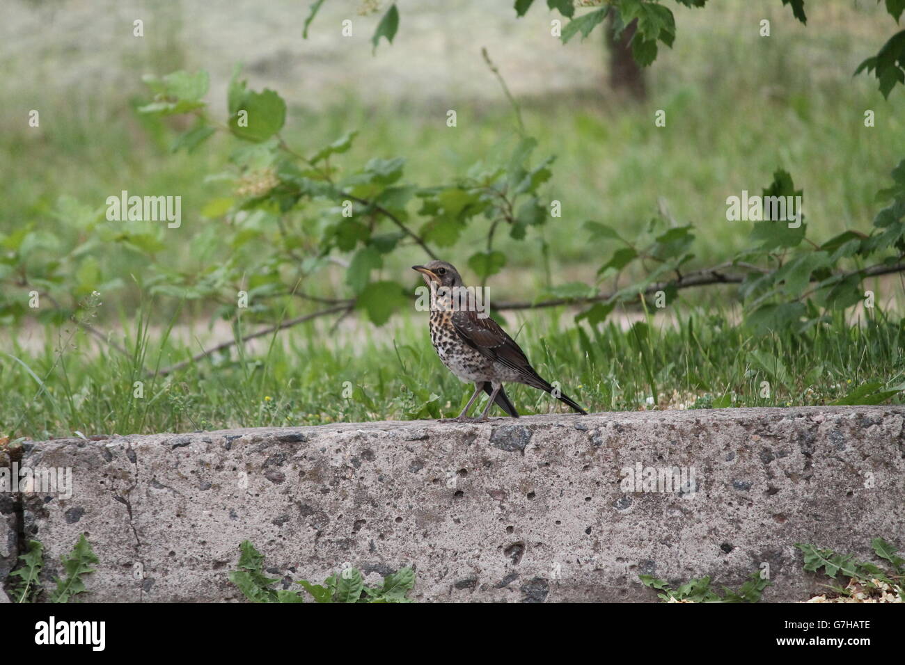 lebendige wilde Ouzel (Soor) Vogel sitzen auf dem Steinpflaster vorbereiten, singen Stockfoto