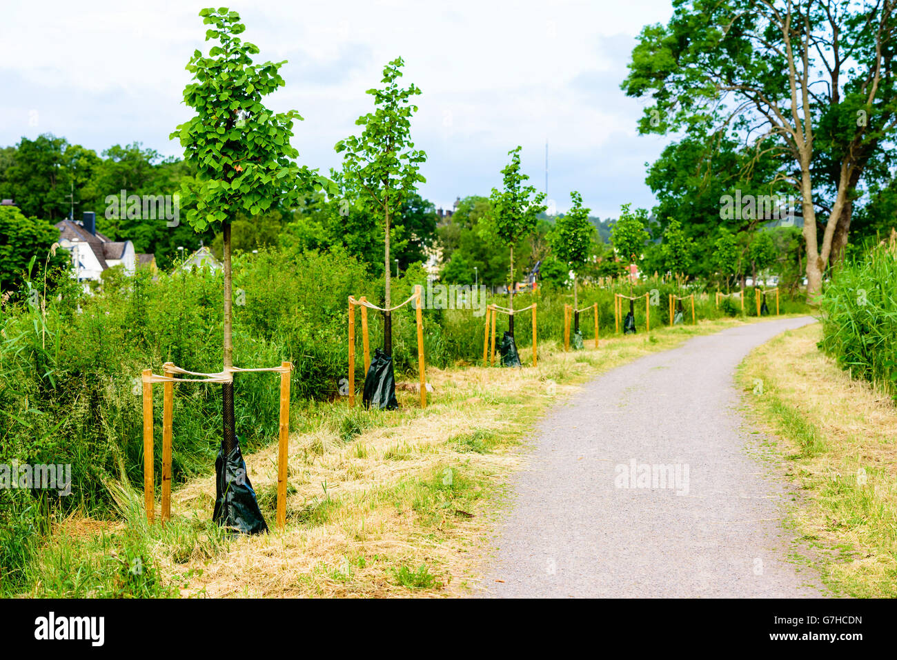 Reihe von neu gepflanzten Bäume über einen Fußweg. Schutzkappe auf dem Unterteil der Baumstämme und unterstützende Stangen t zu halten Stockfoto