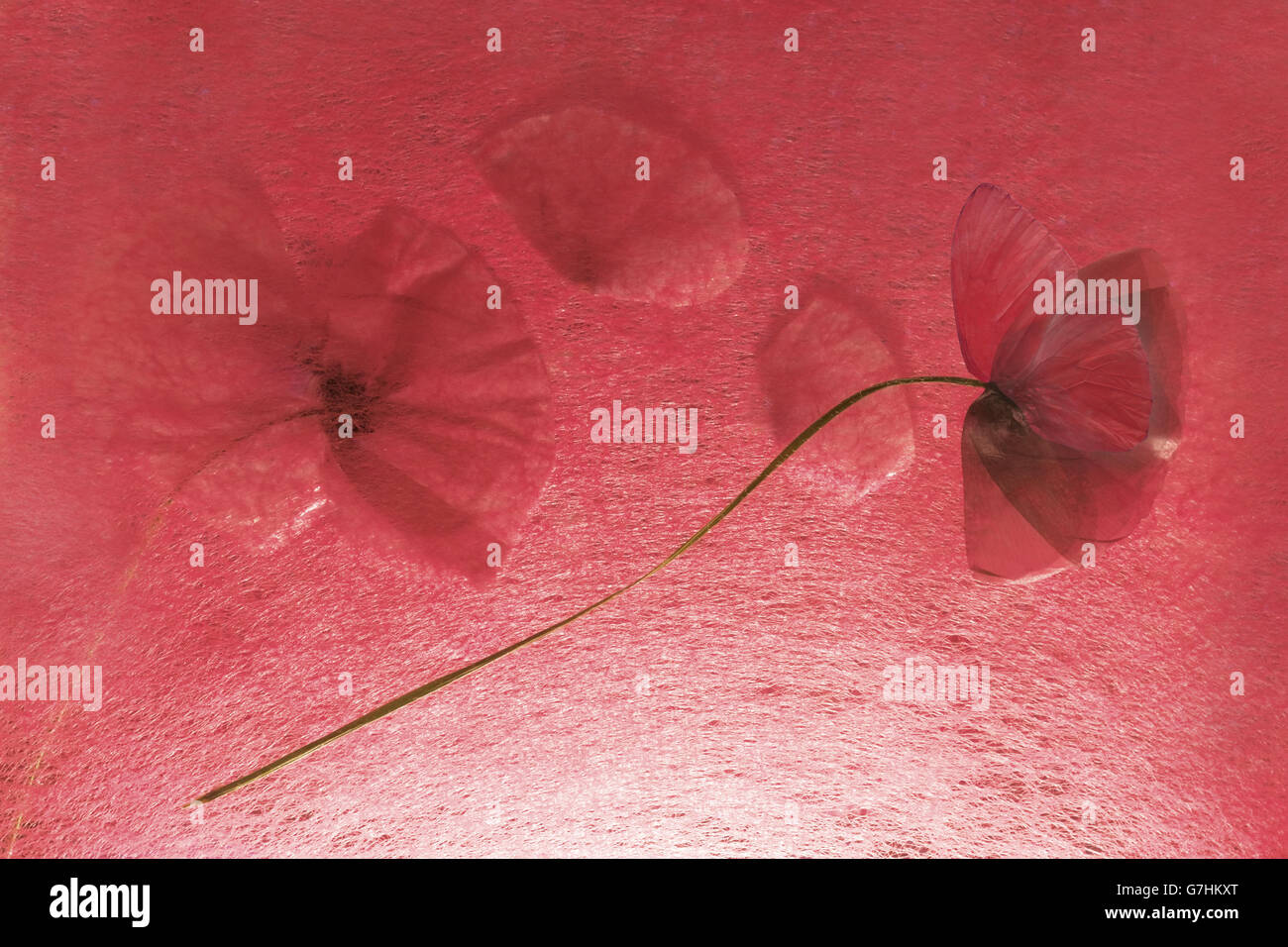 Papaveroideae, Trockenblumen Mohn hinter und auf eine strukturierte, transparente Blatt in eine Hintergrundbeleuchtung, mit einem Schmetterlingsflügel. Stockfoto