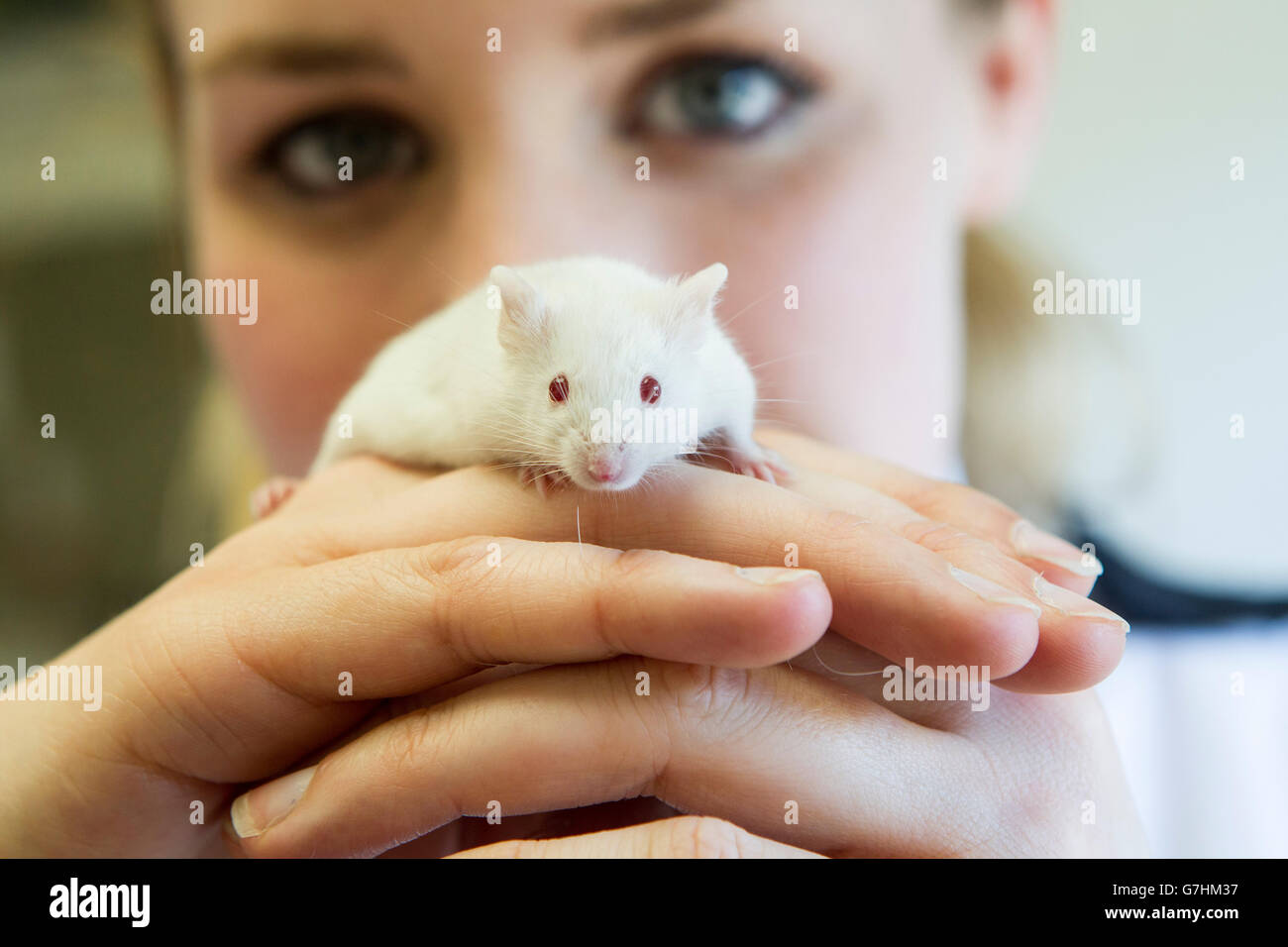 Weiße Maus auf hübsche Mädchen-Hände Stockfoto