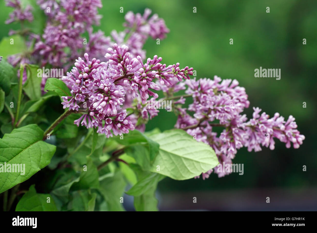 Nahaufnahme von lila Flieder Zweig Hintergrund grüne Blätter Stockfoto
