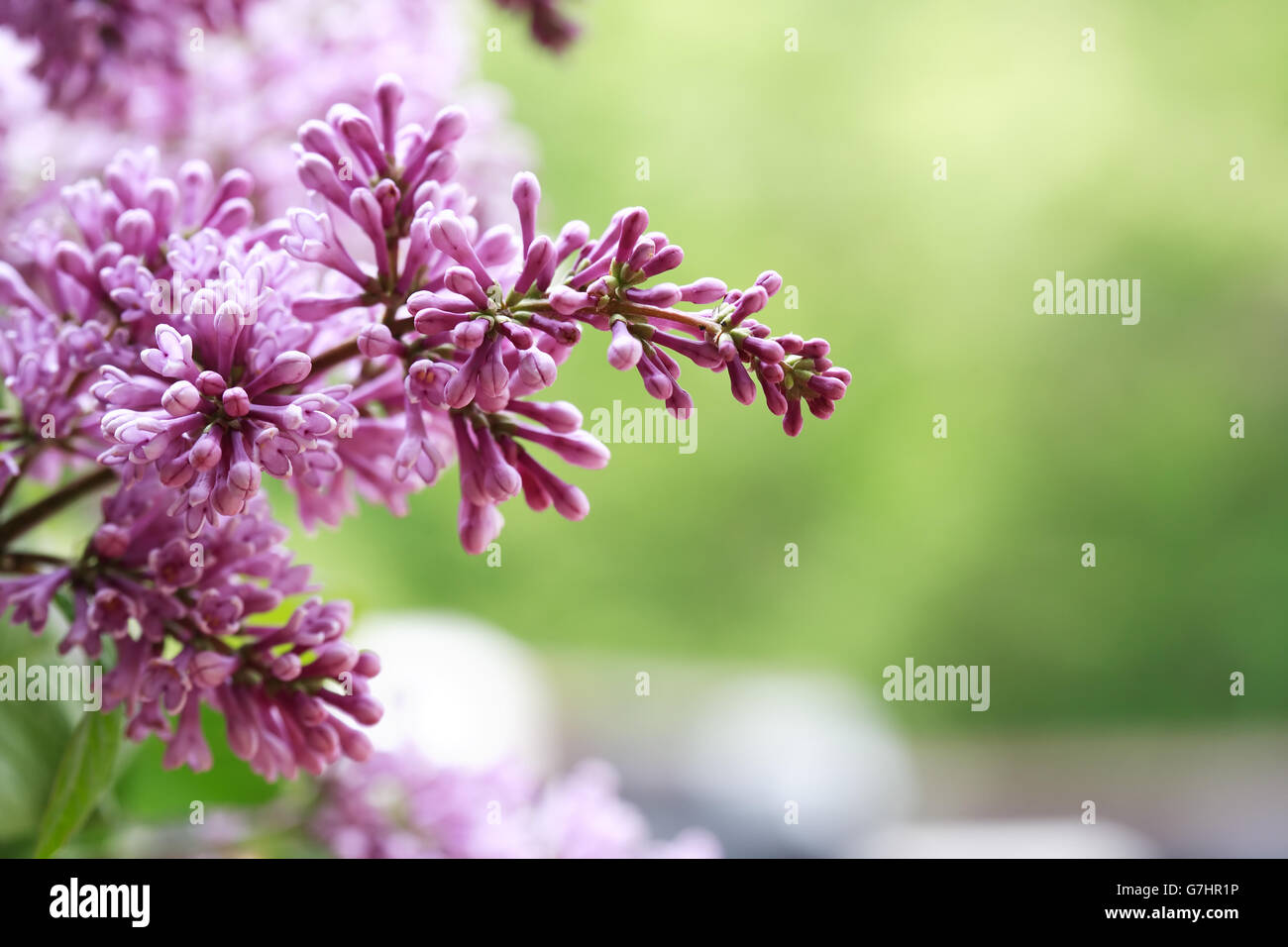 Nahaufnahme von lila Flieder Zweig Hintergrund grüne Blätter Stockfoto