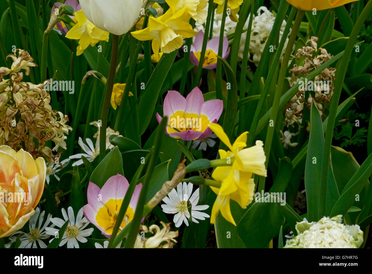 Nahaufnahme von einer Blumenwiese Stockfoto