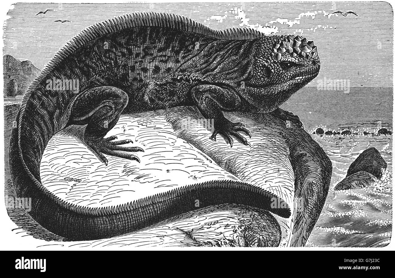 Marine Iguana, Amblyrhynchus Cristatus, Galapagos-Inseln, marine Eidechse, Illustration aus Buch datiert 1904 Stockfoto