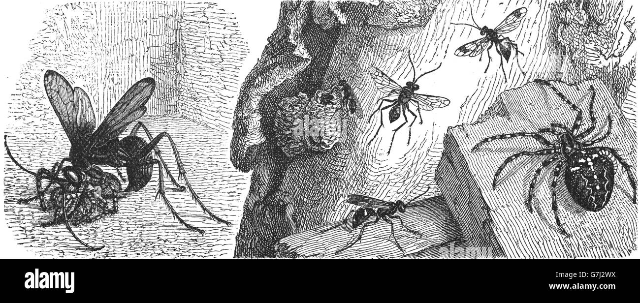 Wespe und Spinne, Illustration aus Buch datiert 1904 Stockfoto