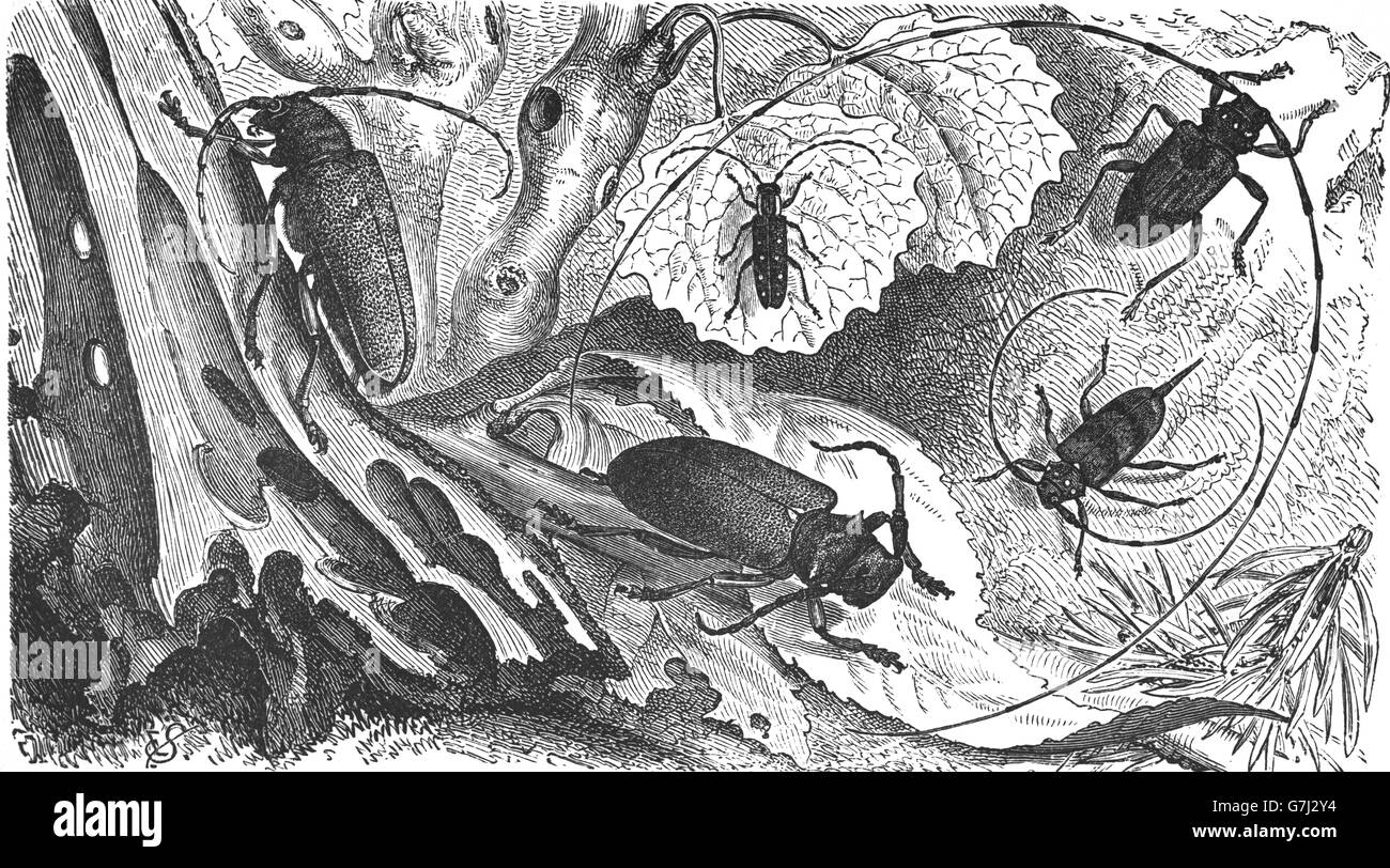 Weaver-Käfer, Lamia Textor, Zimmermänner Käfer, Saperda Carcharias, Longhorn Beetle, Saperda Populnea, Illustration aus Buch dat Stockfoto