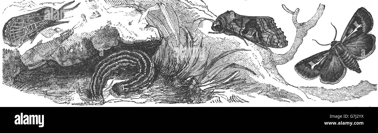 Rübe-Motte, Agrotis Segetum, Herold, Scoliopteryx Libatrix, Illustration aus Buch datiert 1904 Stockfoto