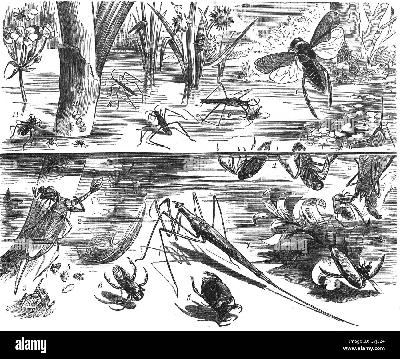 aquatische Heteropteran Fehler in den Teich, Illustration aus Buch datiert 1904 Stockfoto