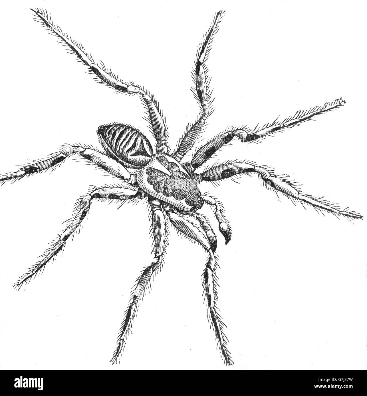 Vogelspinne, Arachnid, tritt, Spinne, Illustration aus Buch datiert 1904 Stockfoto